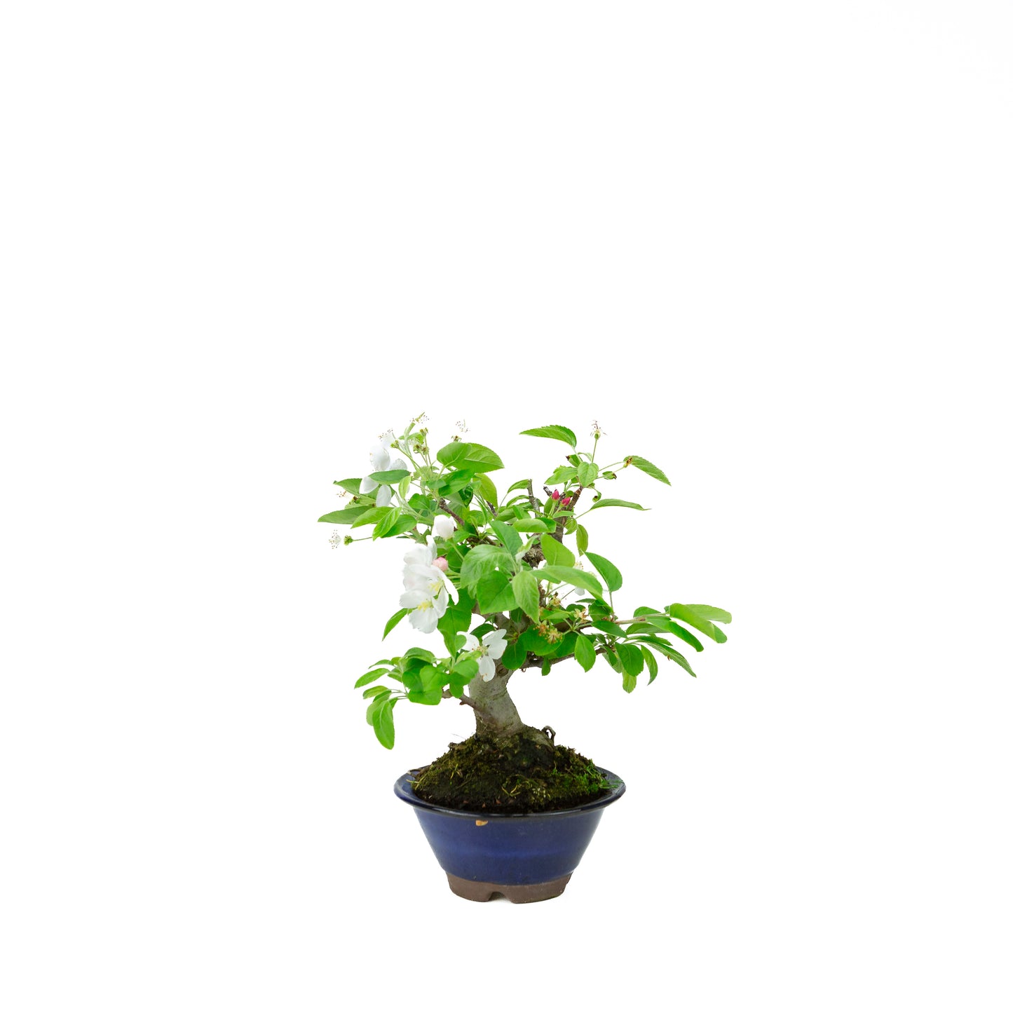 Malus halliana pot rectangulaire crème 16 cm, hauteur ~34 cm