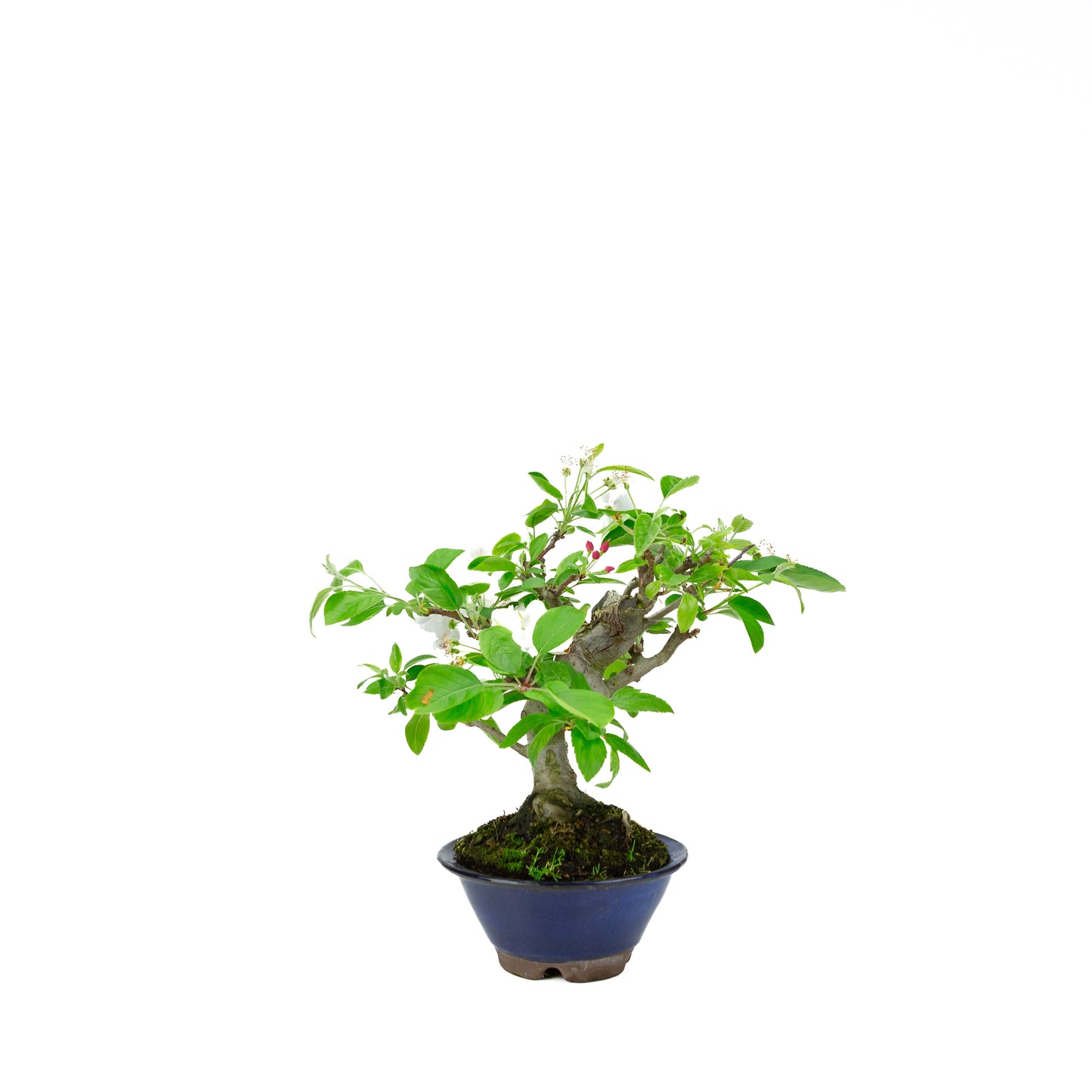 Malus halliana pot rectangulaire crème 16 cm, hauteur ~34 cm
