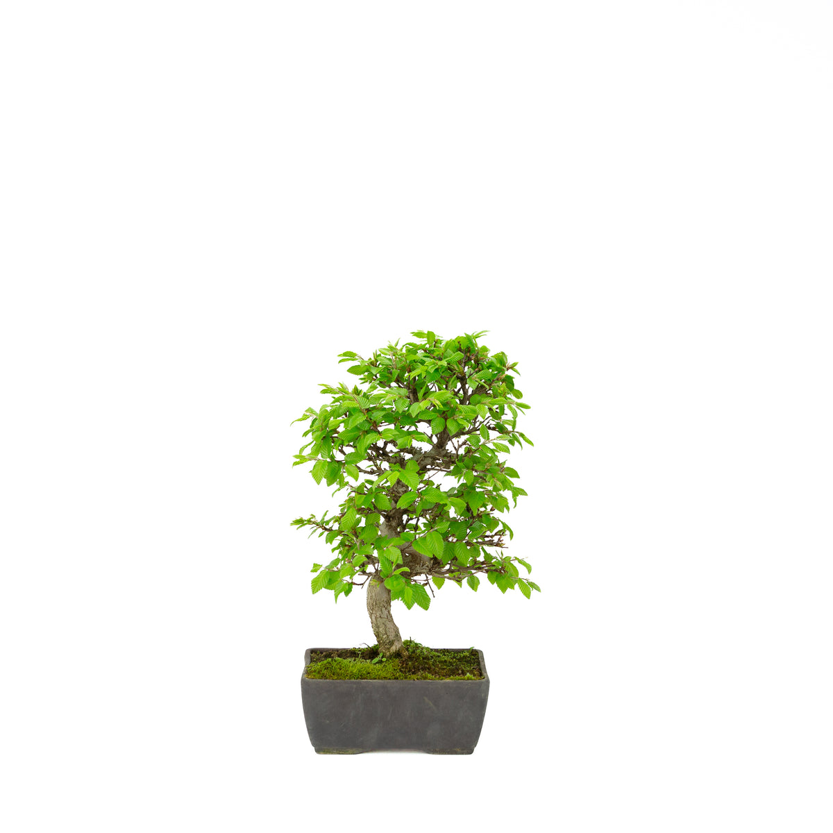 Carpinus coreana pot rectangulaire bleu 21 cm, hauteur ~35 cm