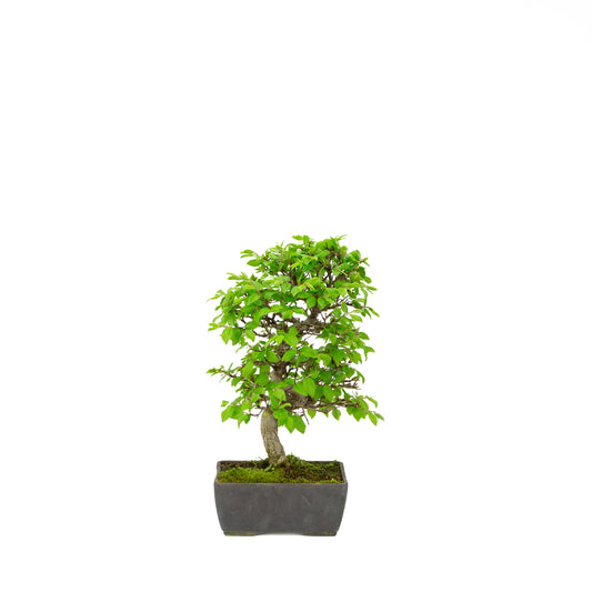 Carpinus coreana pot rectangulaire bleu 21 cm, hauteur ~35 cm