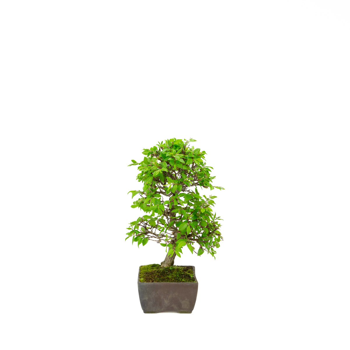 Carpinus coreana pot rectangulaire bleu 21 cm, hauteur ~35 cm