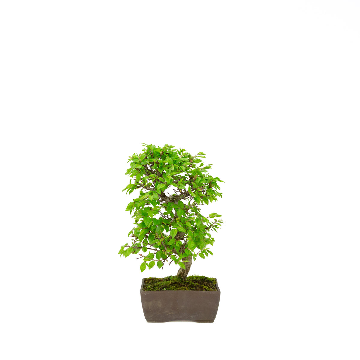 Carpinus coreana pot rectangulaire bleu 21 cm, hauteur ~35 cm