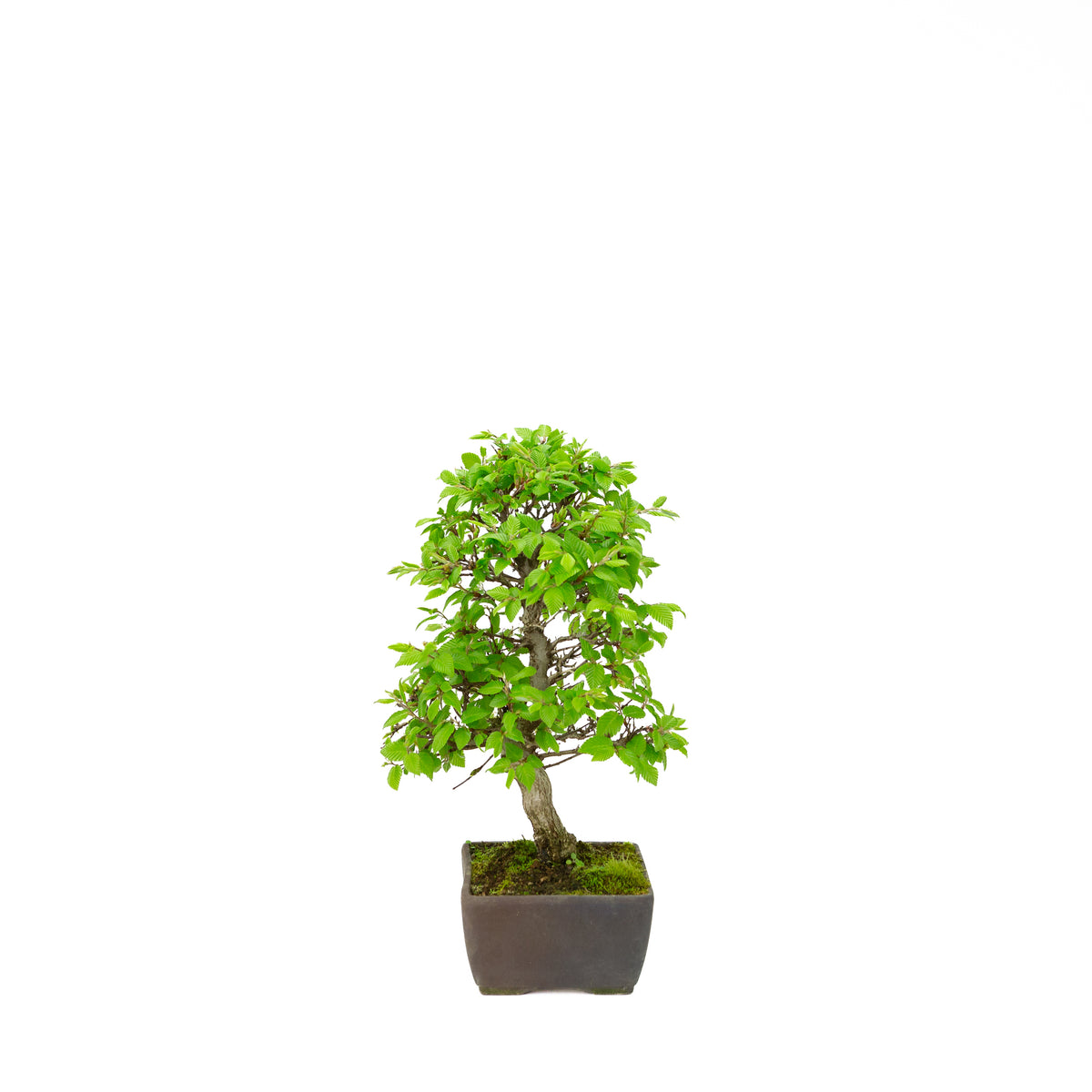 Carpinus coreana pot rectangulaire bleu 21 cm, hauteur ~35 cm