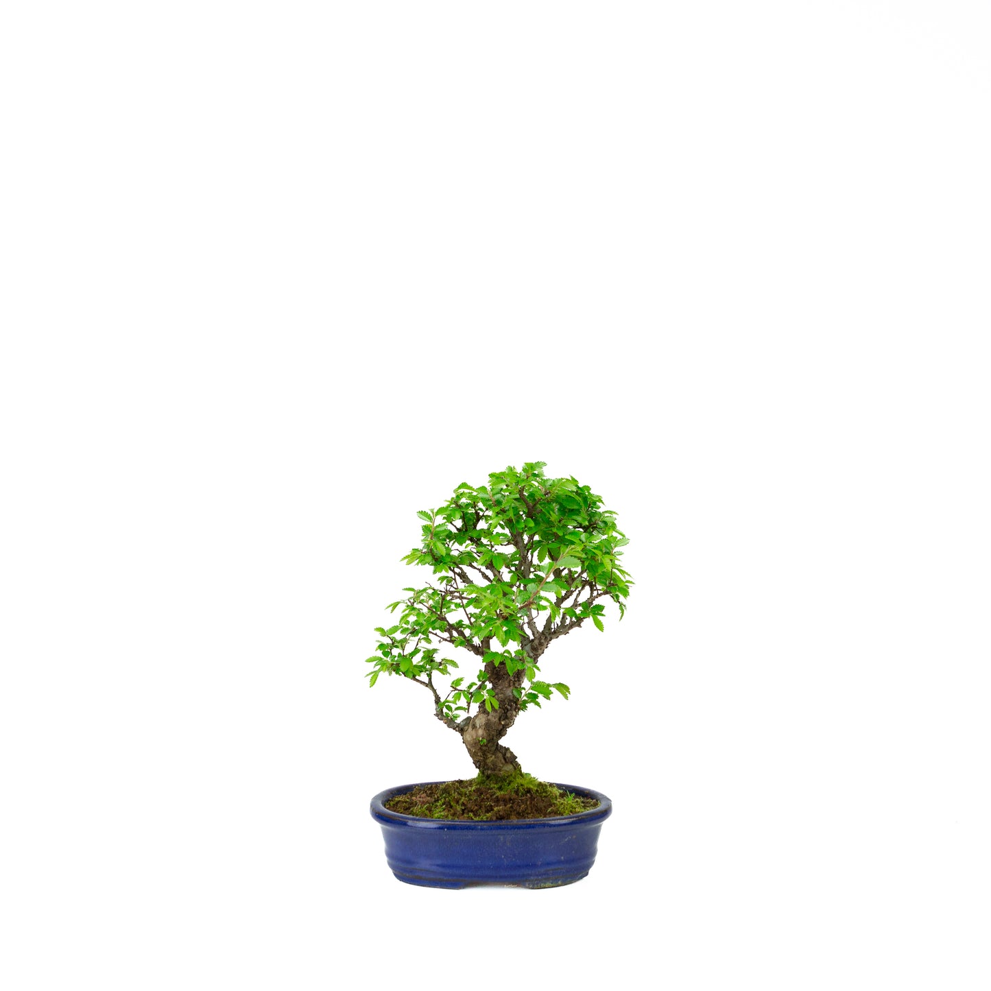 Ulmus parviflora racines sur rocher pot bleu 20 cm, hauteur ~34 cm
