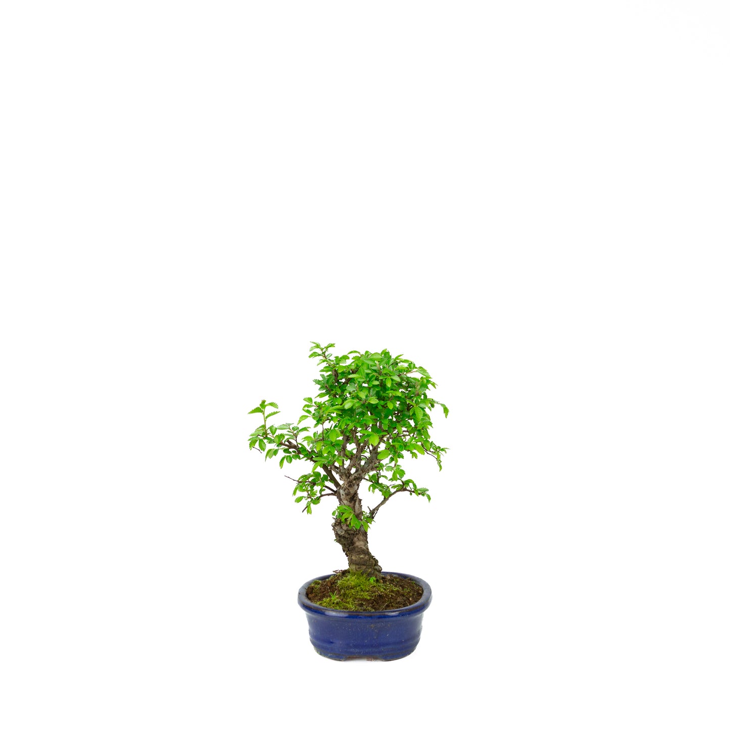 Ulmus parviflora racines sur rocher pot bleu 20 cm, hauteur ~34 cm