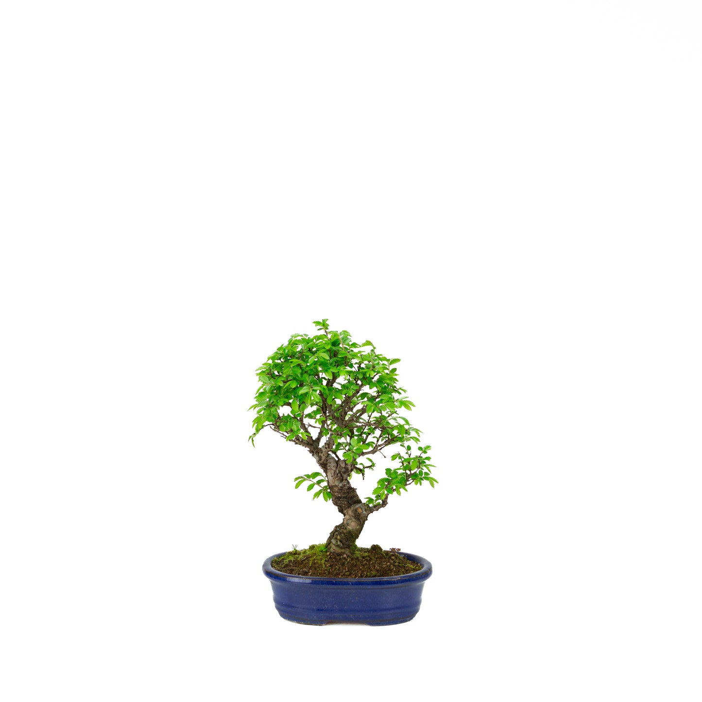 Ulmus parviflora racines sur rocher pot bleu 20 cm, hauteur ~34 cm