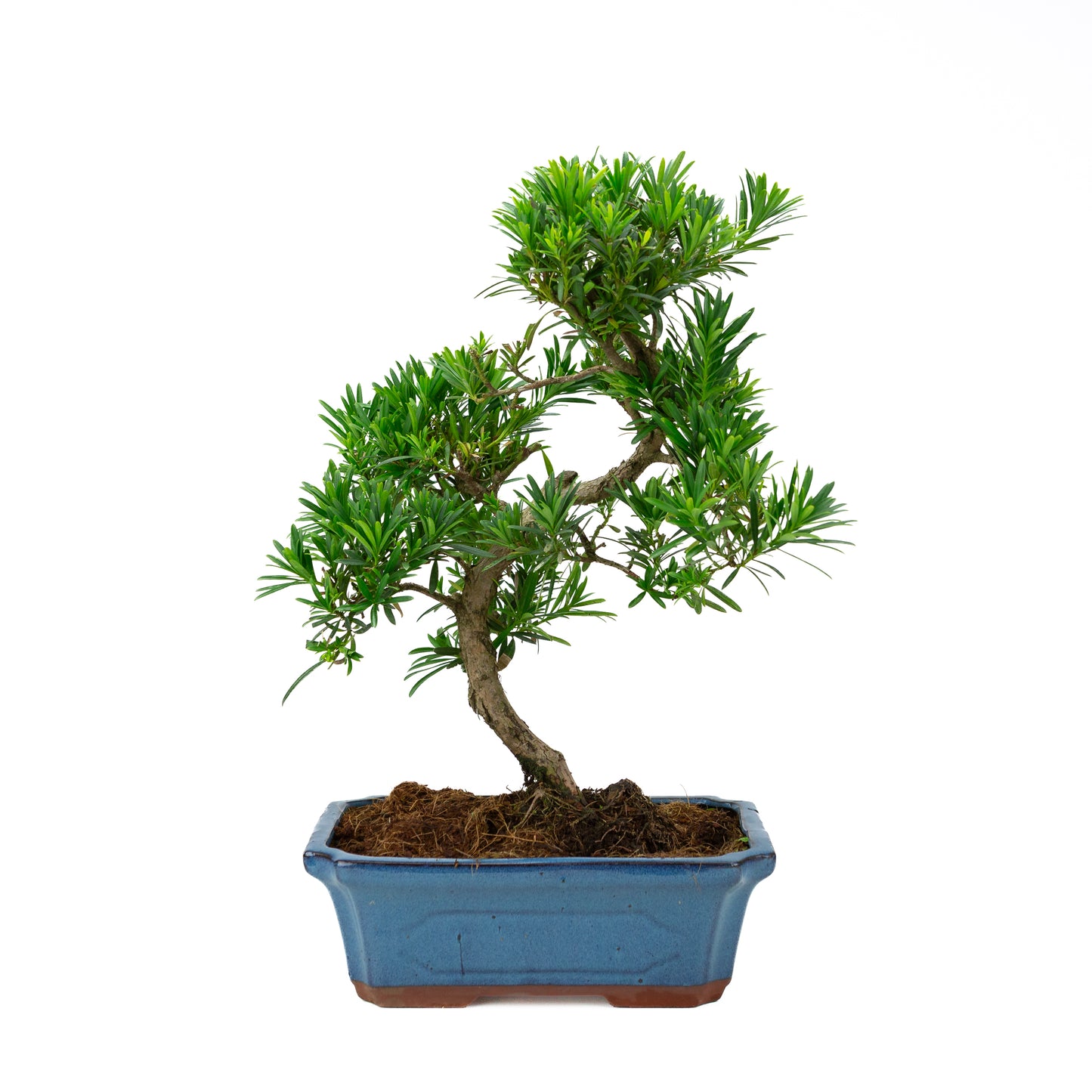 Podocarpus macrophylla pot bleu 30 cm, hauteur ~45 cm