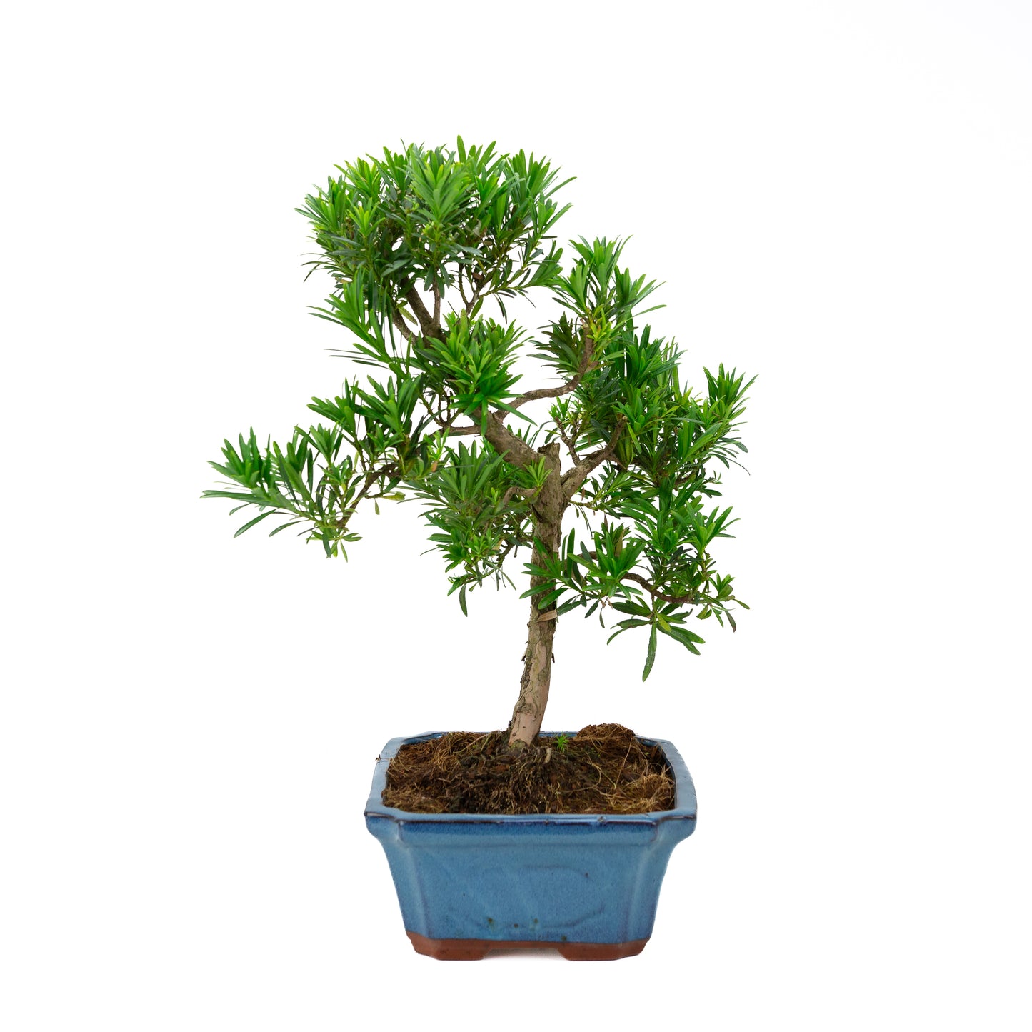 Podocarpus macrophylla pot bleu 30 cm, hauteur ~45 cm