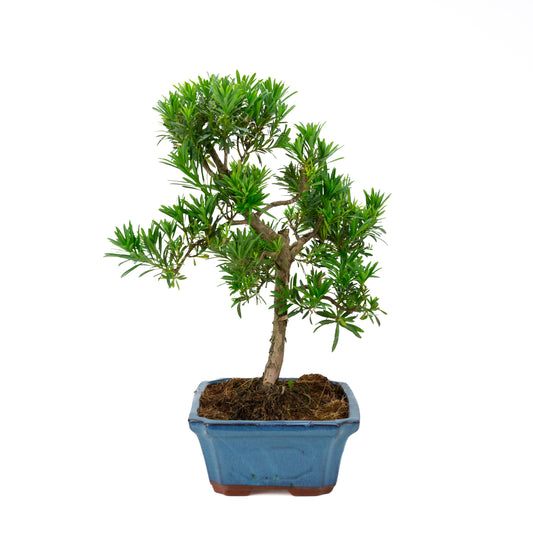 Podocarpus macrophylla pot bleu 30 cm, hauteur ~45 cm
