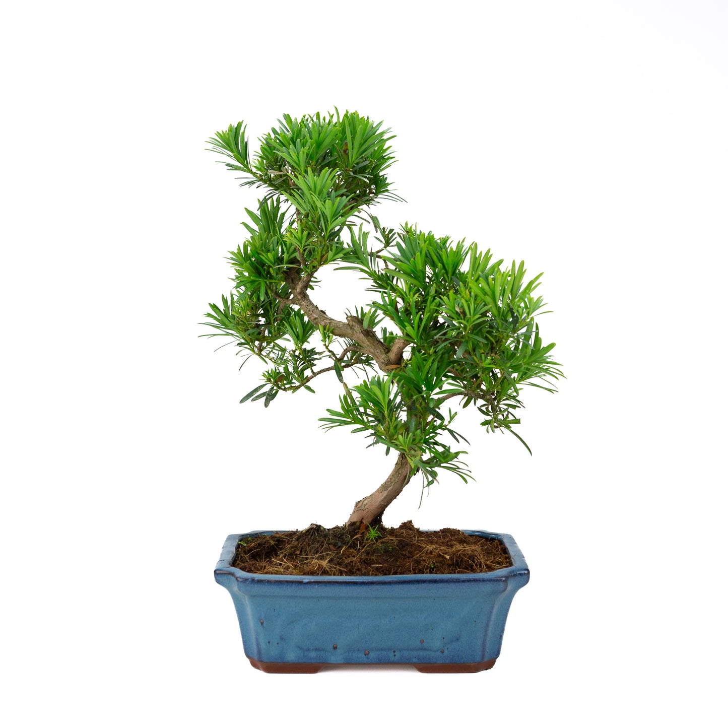 Podocarpus macrophylla pot bleu 30 cm, hauteur ~45 cm