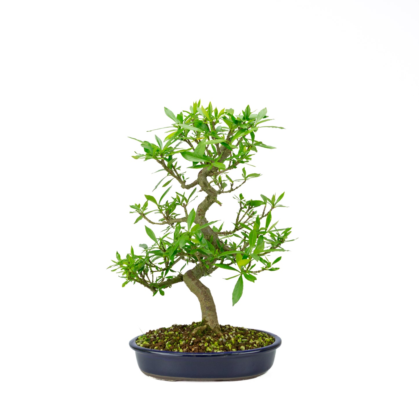 Pot Mokko bleu Gardenia 20 cm, hauteur ~37 cm