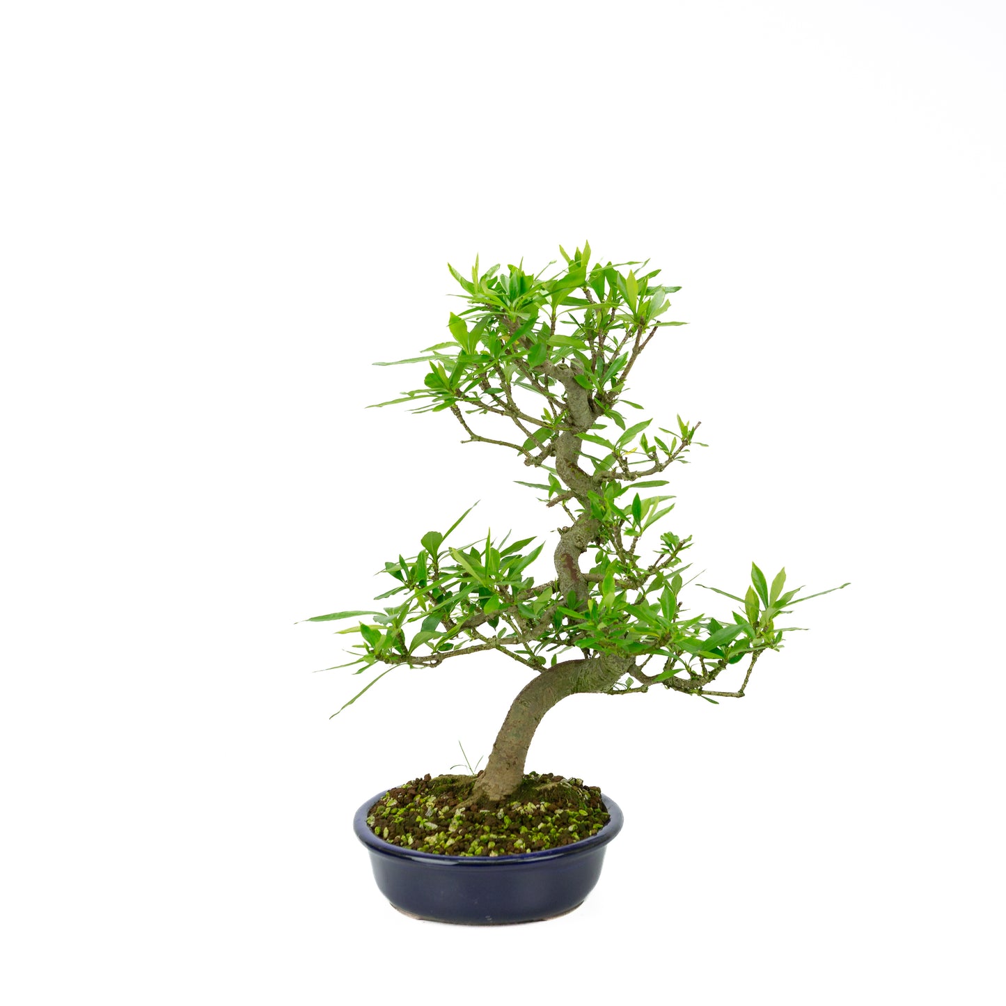 Pot Mokko bleu Gardenia 20 cm, hauteur ~37 cm