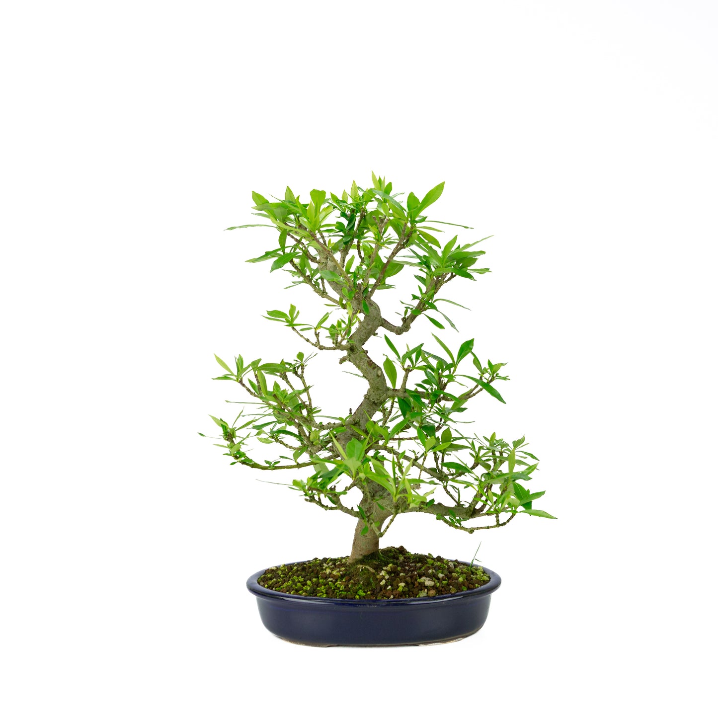 Pot Mokko bleu Gardenia 20 cm, hauteur ~37 cm