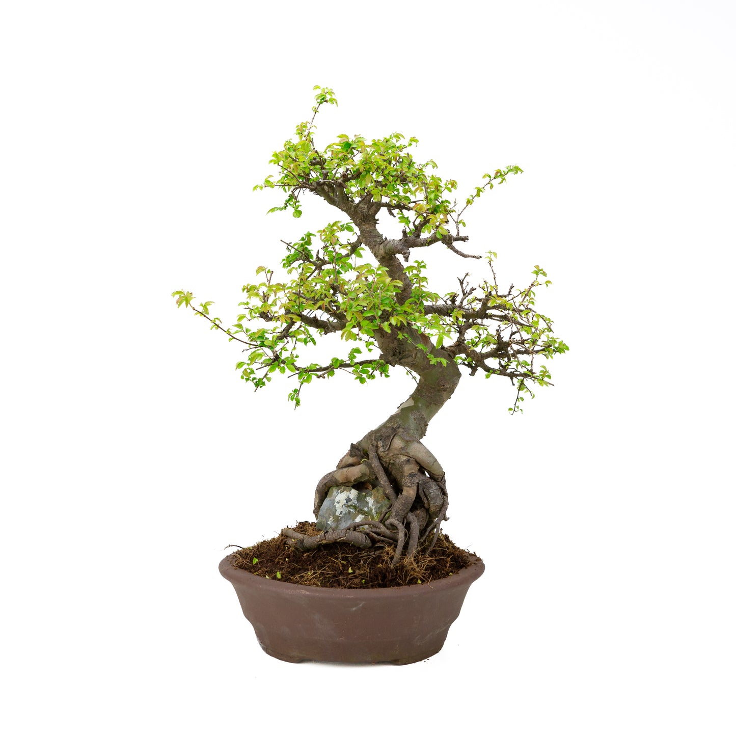 Zelkova Bonsaï avec pierre dans pot crème 22 cm, hauteur ~36 cm