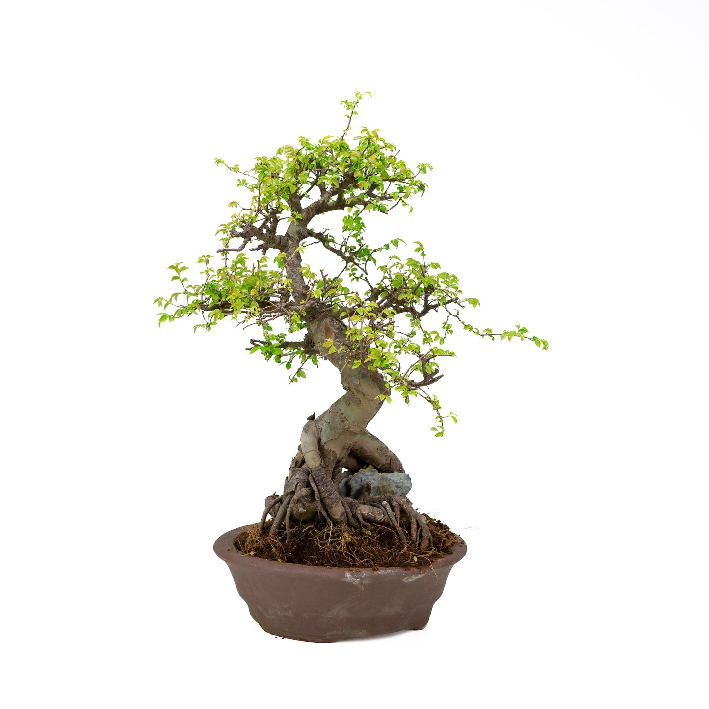Zelkova Bonsaï avec pierre dans pot crème 22 cm, hauteur ~36 cm