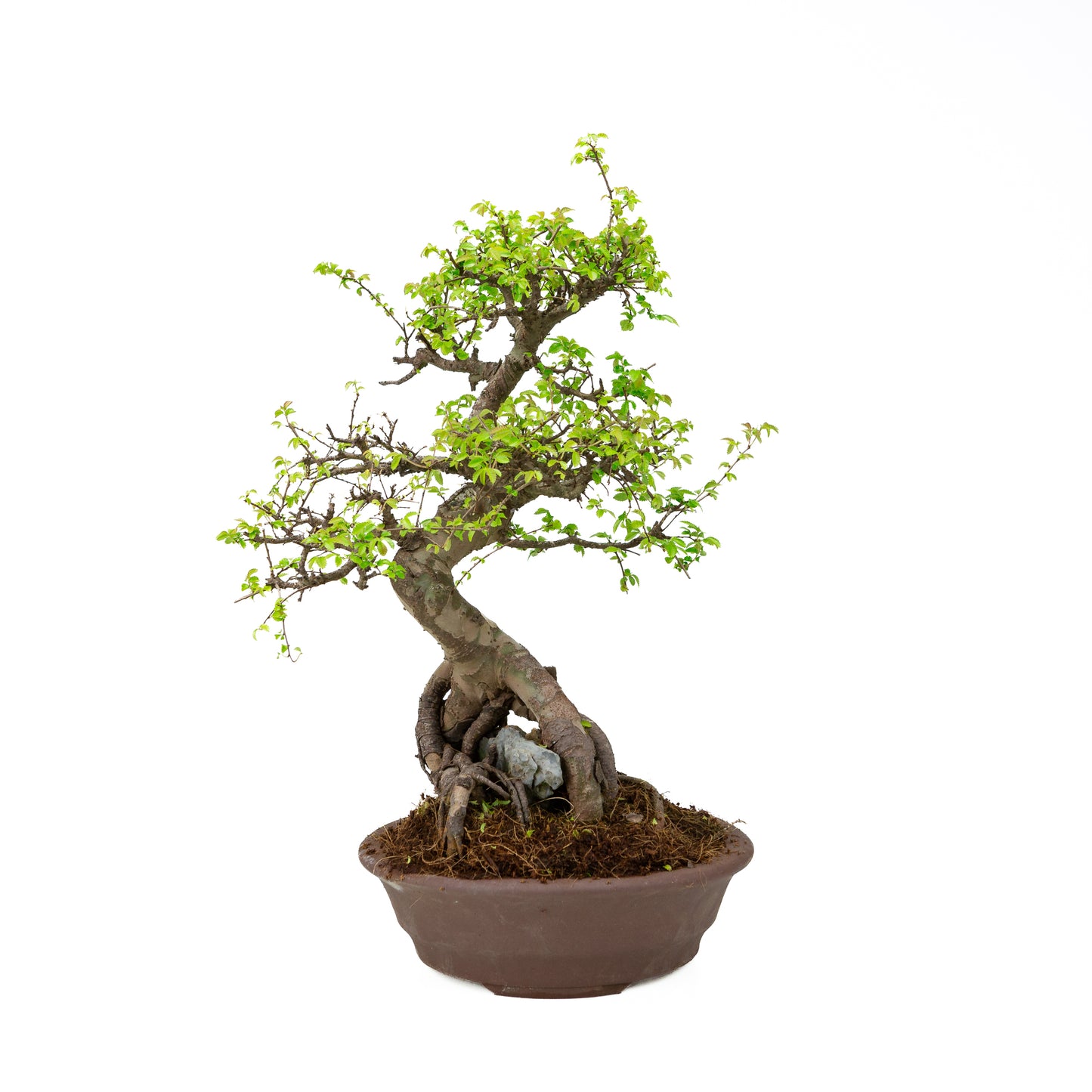Zelkova Bonsaï avec pierre dans pot crème 22 cm, hauteur ~36 cm