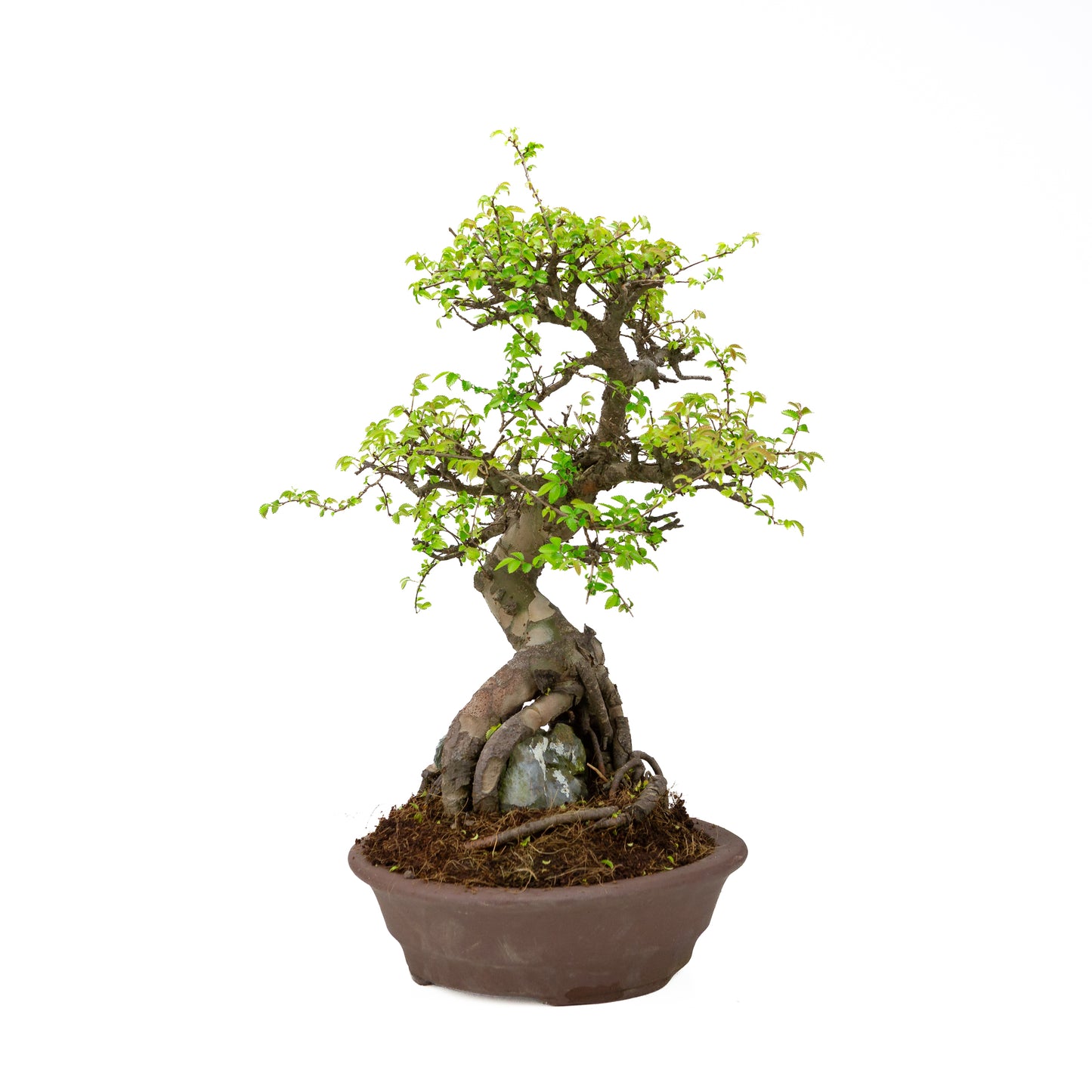 Zelkova Bonsaï avec pierre dans pot crème 22 cm, hauteur ~36 cm