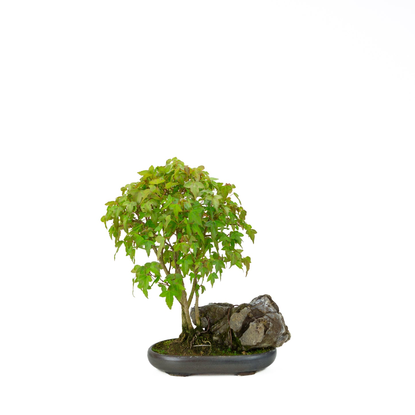 Acer buergerianum avec pot rond brun pierre 20 cm, hauteur ~31 cm