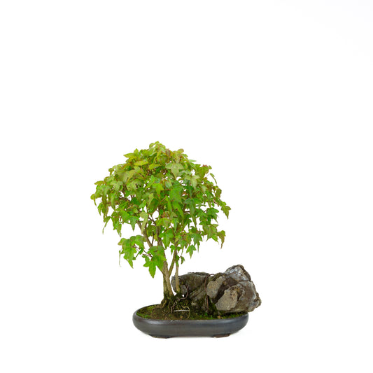 Acer buergerianum avec pot rond brun pierre 20 cm, hauteur ~31 cm