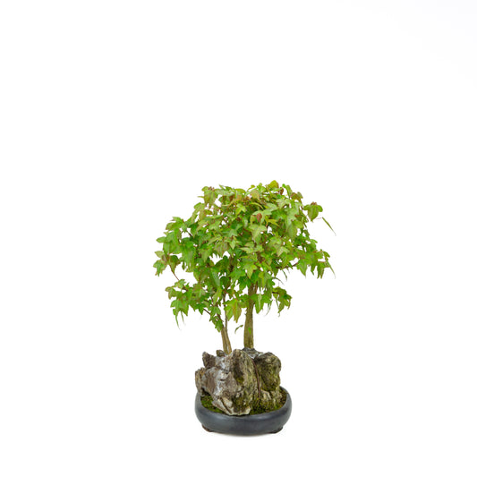 Acer buergerianum avec pot rond brun pierre 20 cm, hauteur ~31 cm