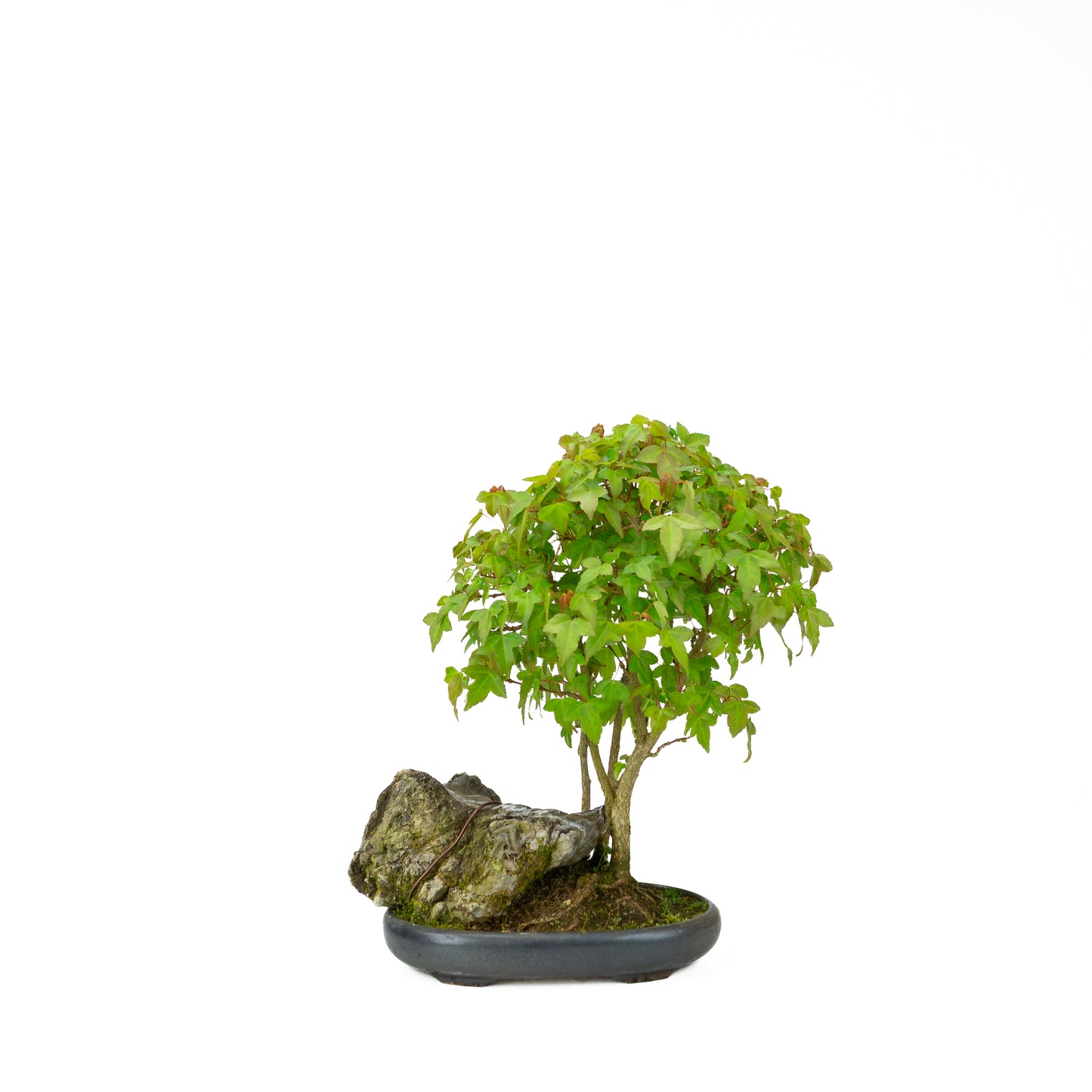 Acer buergerianum avec pot rond brun pierre 20 cm, hauteur ~31 cm