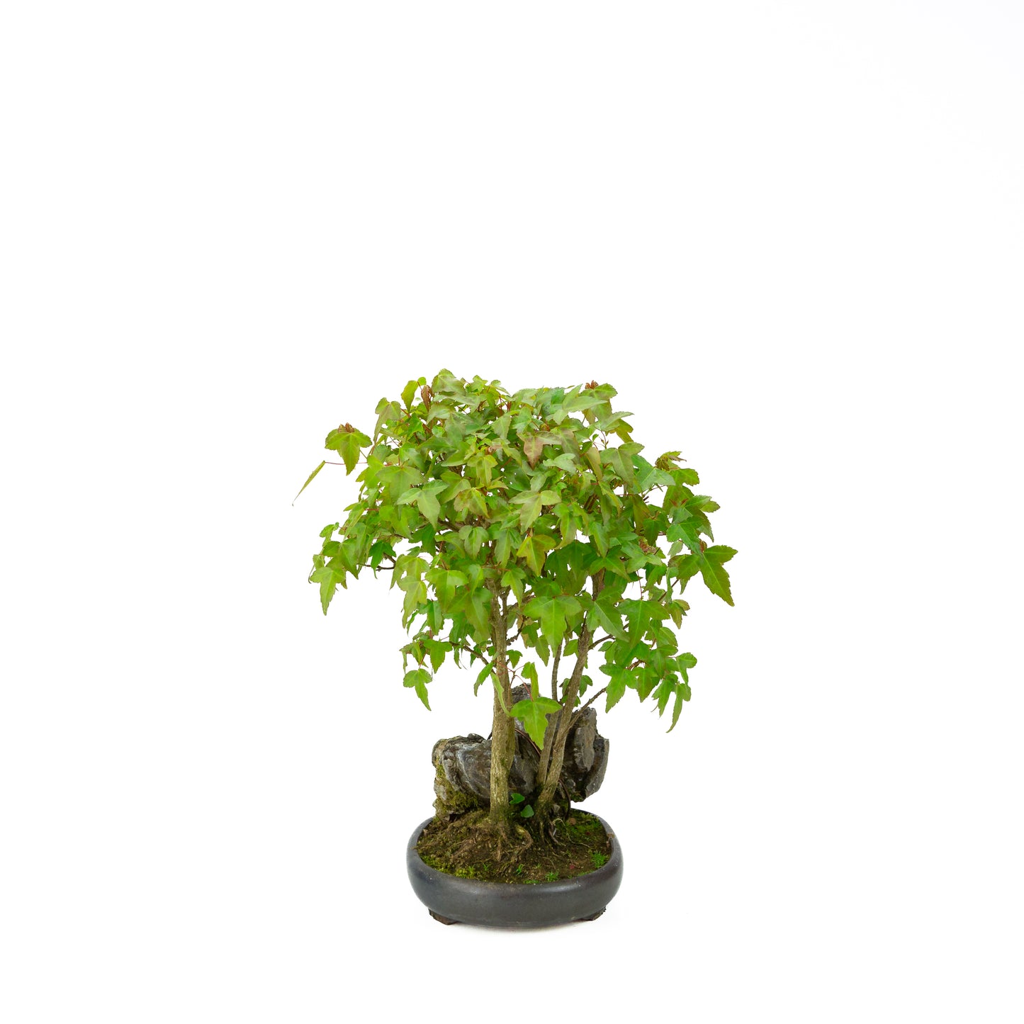 Acer buergerianum avec pot rond brun pierre 20 cm, hauteur ~31 cm