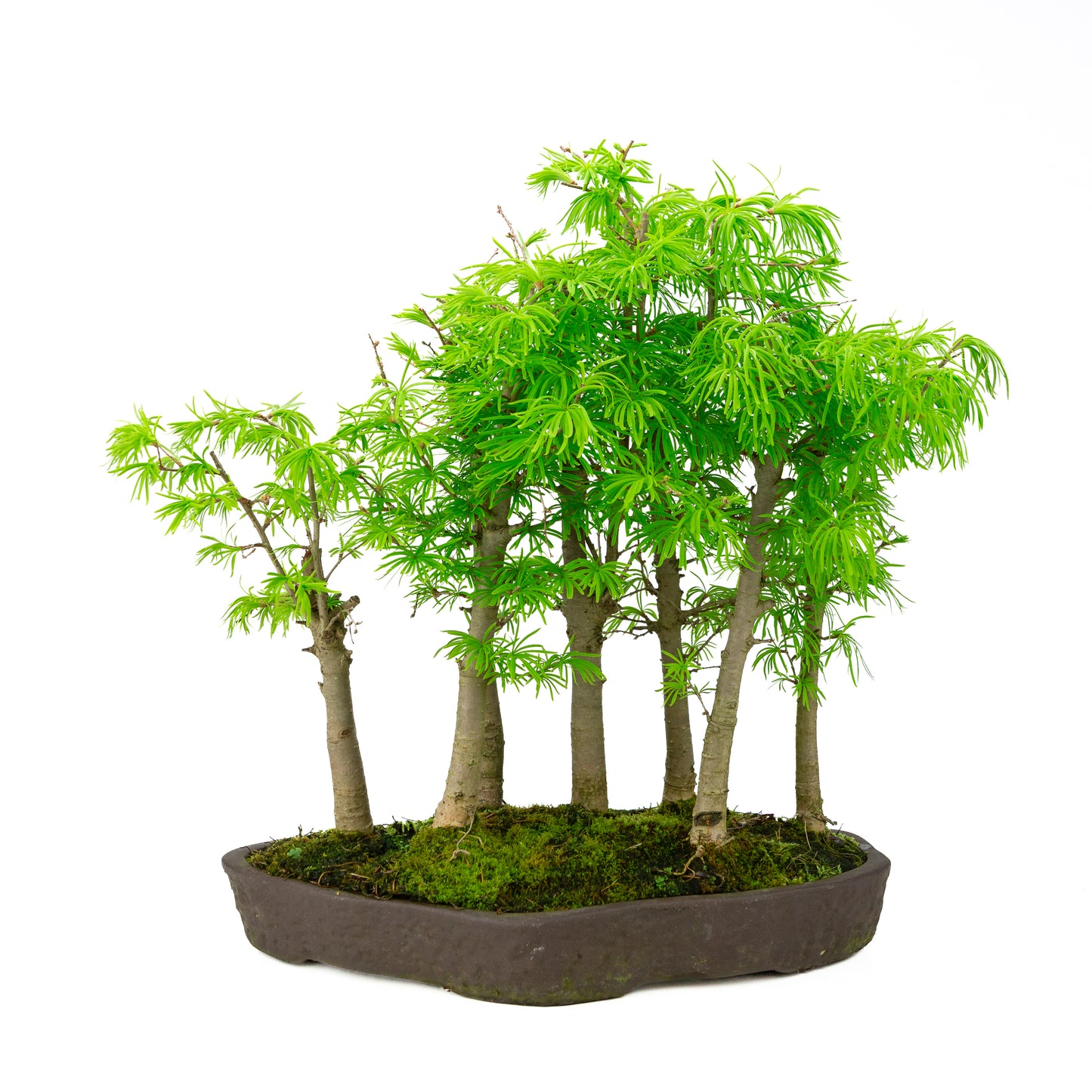 Pseudolarix amabilis forêt pot ovale brun 43 cm, hauteur ~56 cm