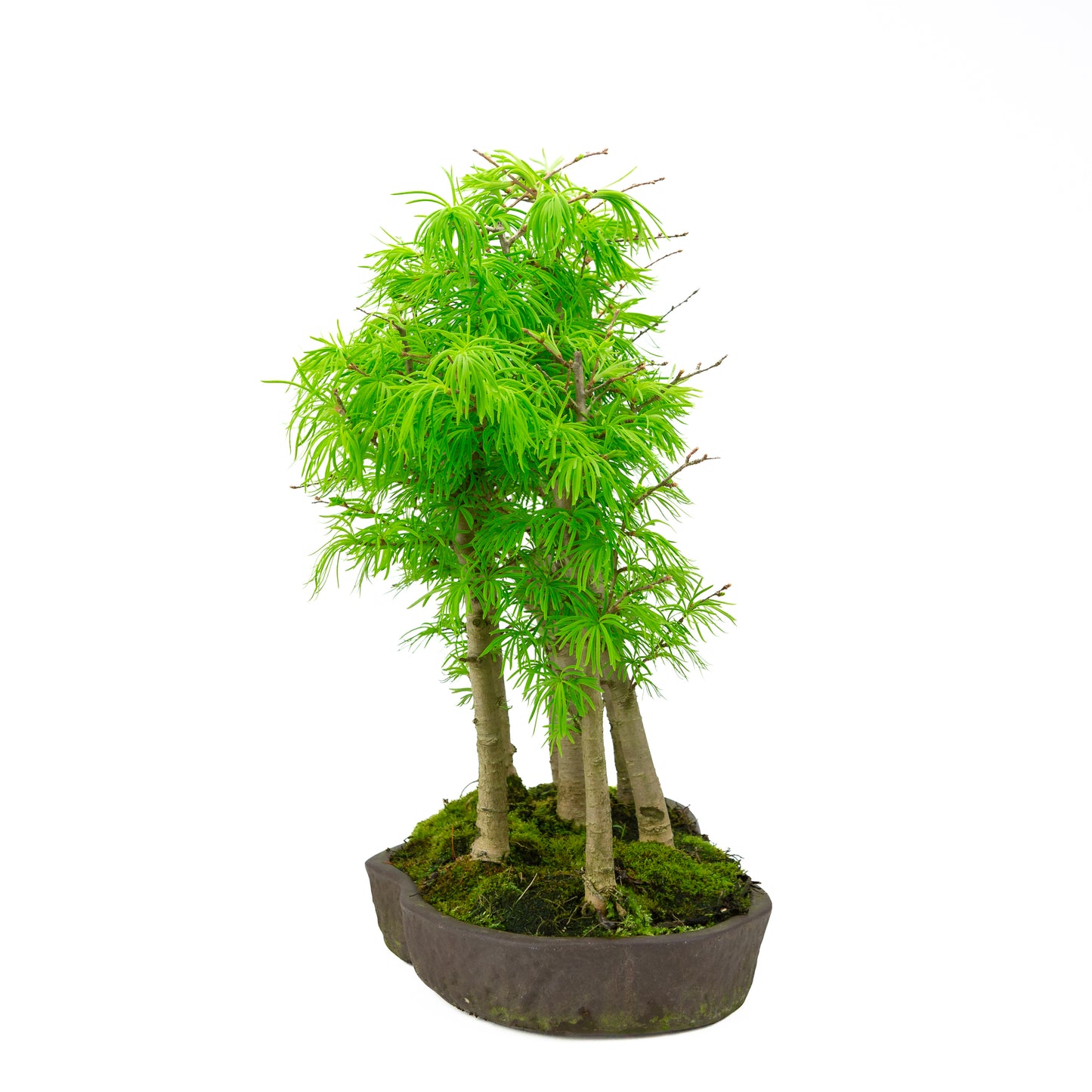 Pseudolarix amabilis forêt pot ovale brun 43 cm, hauteur ~56 cm