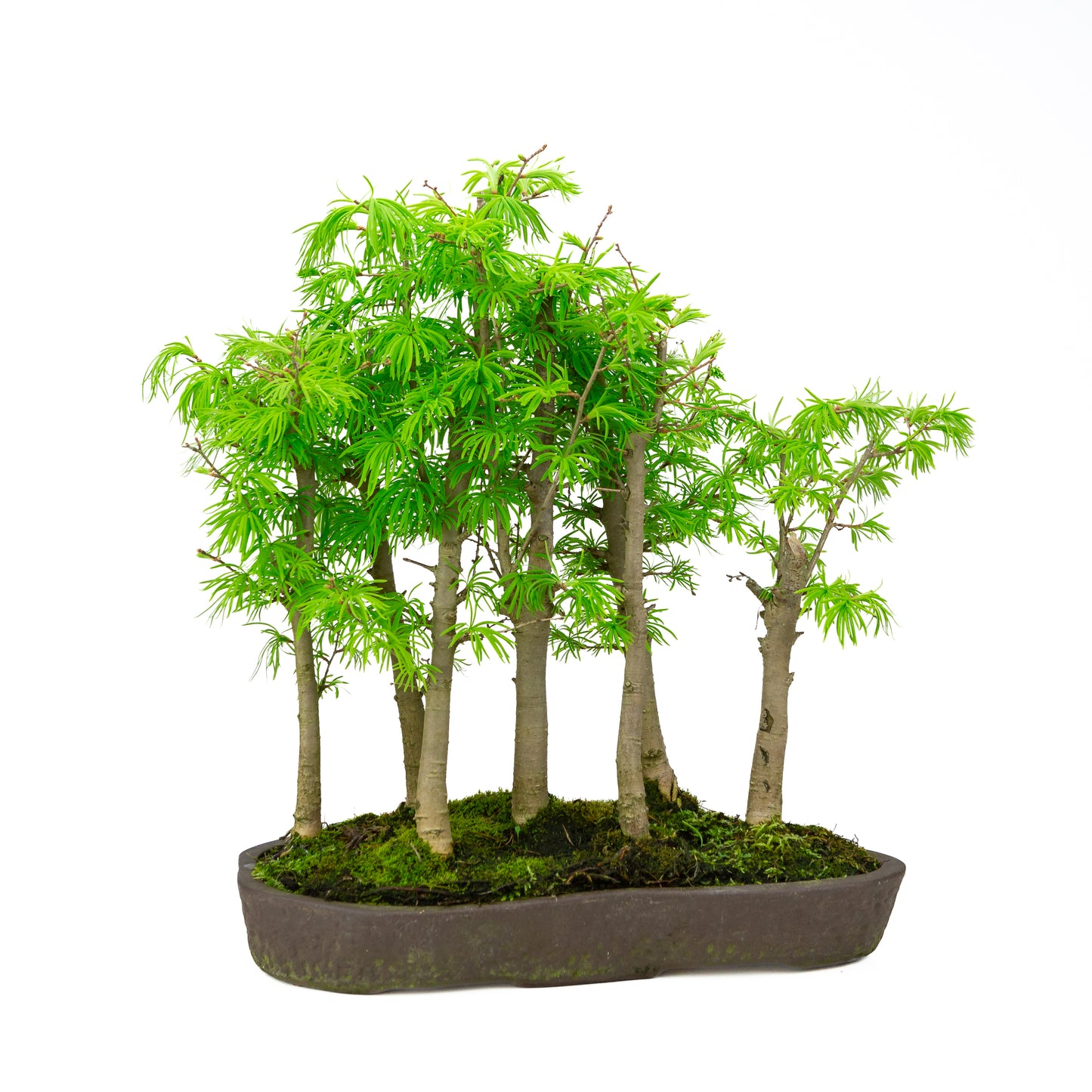 Pseudolarix amabilis forêt pot ovale brun 43 cm, hauteur ~56 cm
