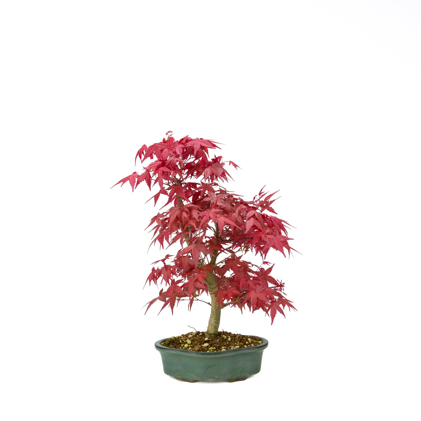 Acer palmatum Deshojo pot rectangulaire crème 21 cm, hauteur ~52 cm