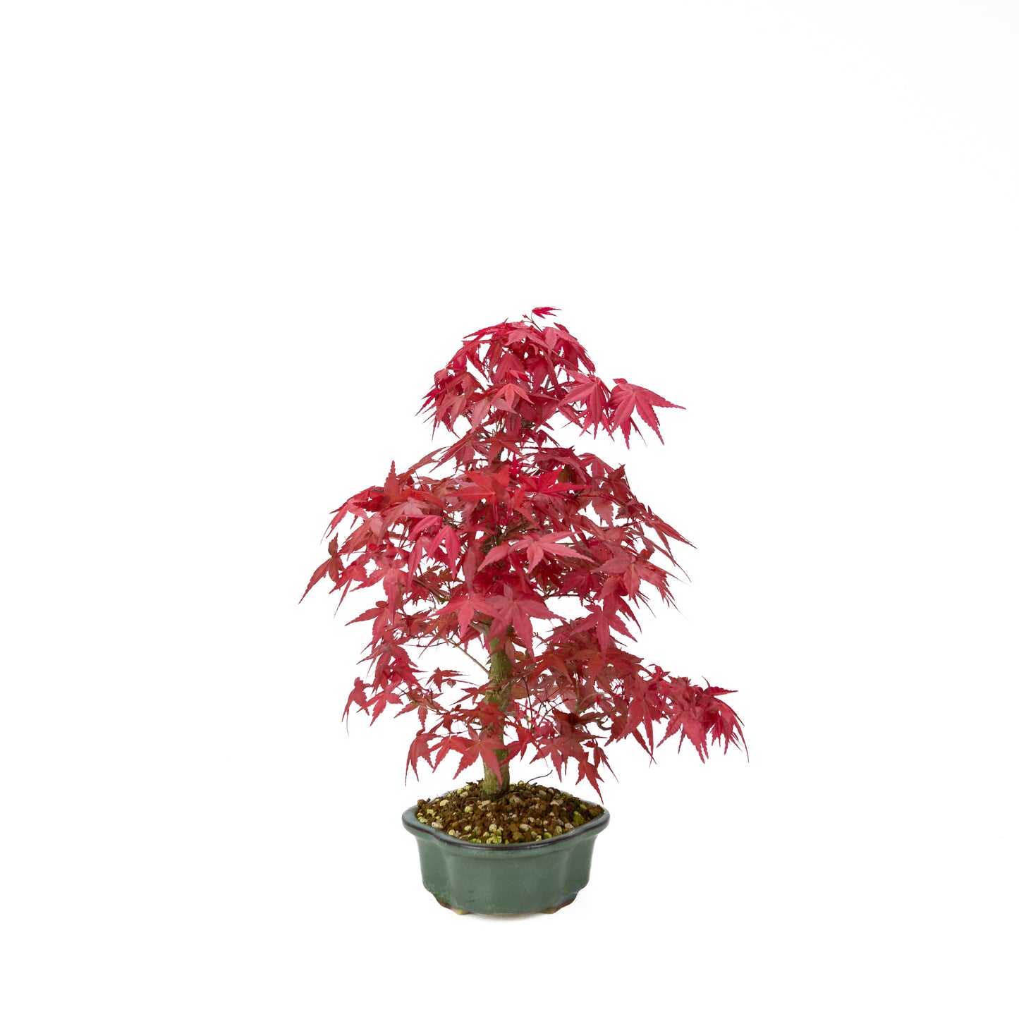 Acer palmatum Deshojo pot rectangulaire crème 21 cm, hauteur ~52 cm