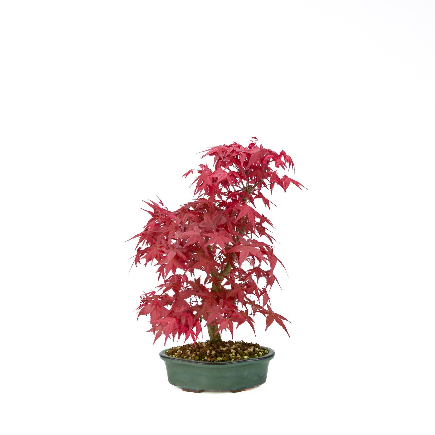 Acer palmatum Deshojo pot rectangulaire crème 21 cm, hauteur ~52 cm