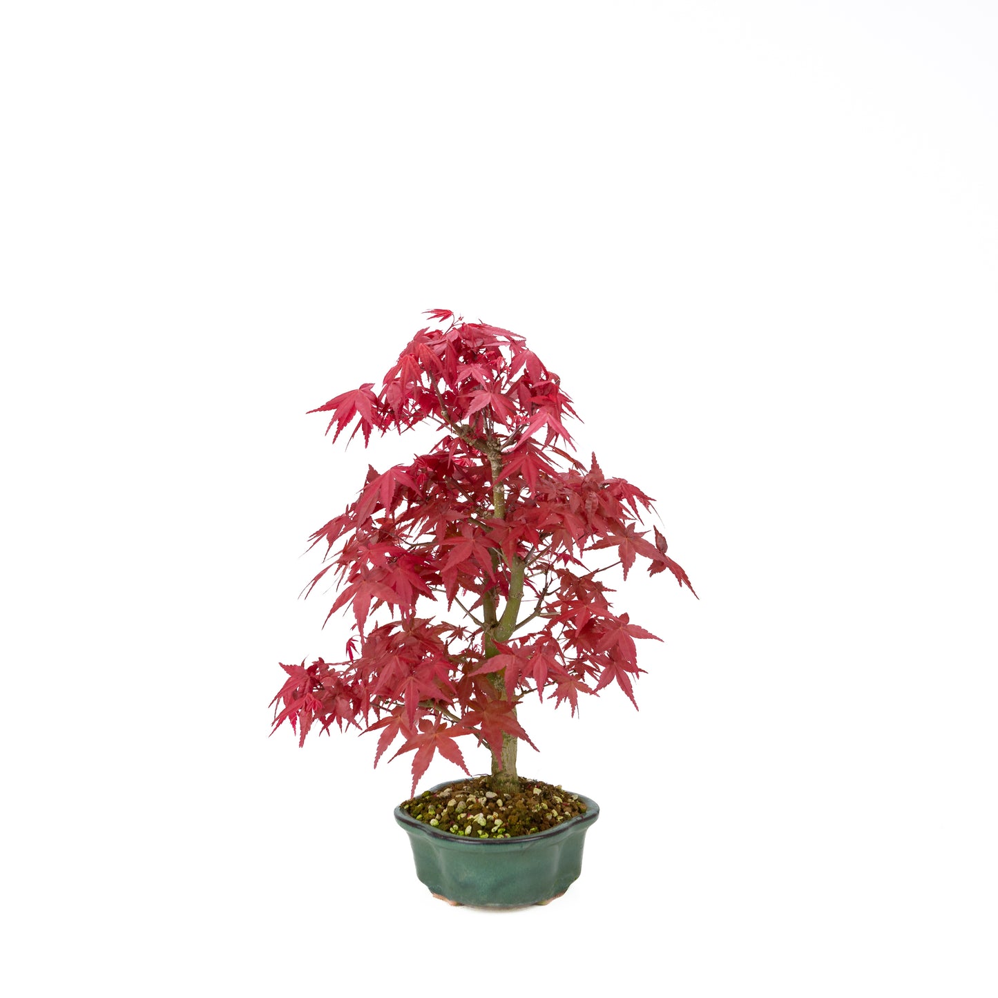 Acer palmatum Deshojo pot rectangulaire crème 21 cm, hauteur ~52 cm