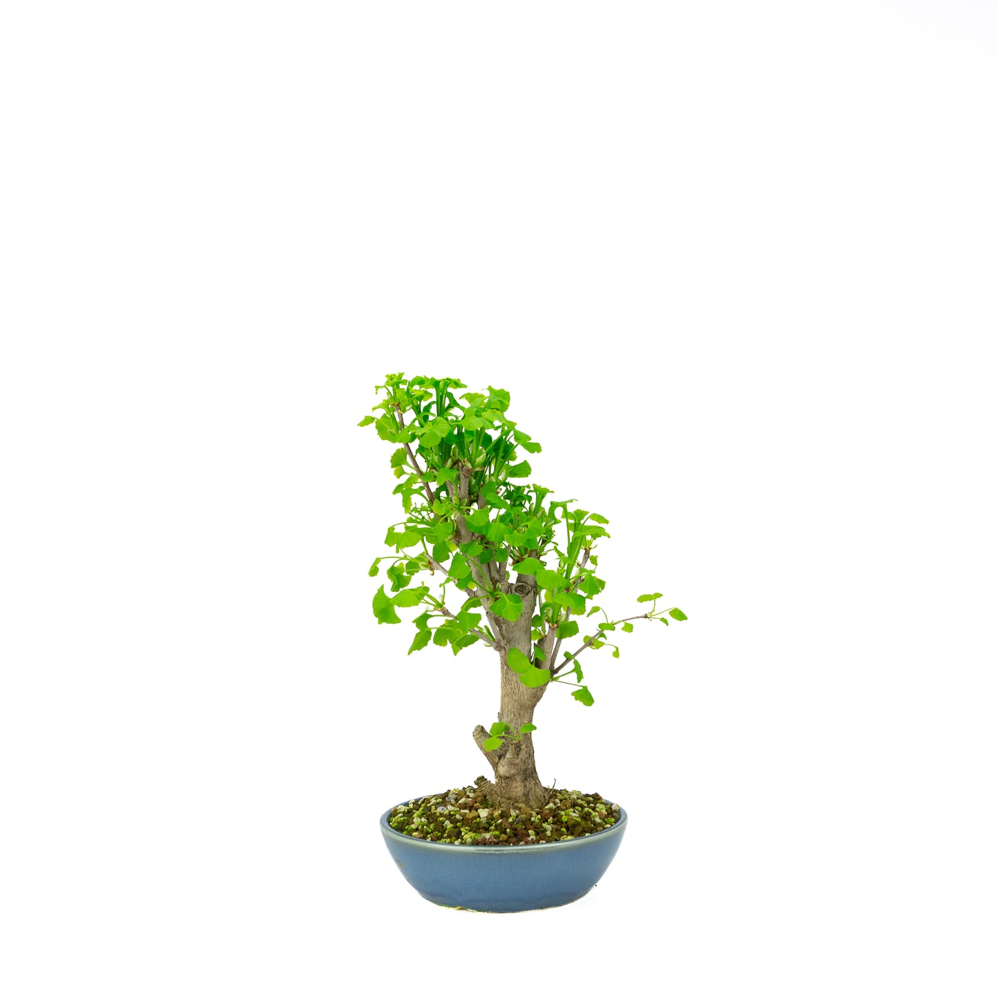 Ginkgo biloba pot rond crème 20 cm, hauteur ~50 cm