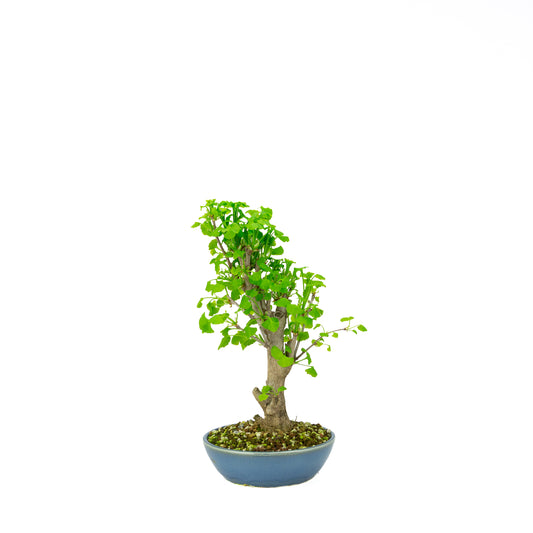 Ginkgo biloba pot rond crème 20 cm, hauteur ~50 cm