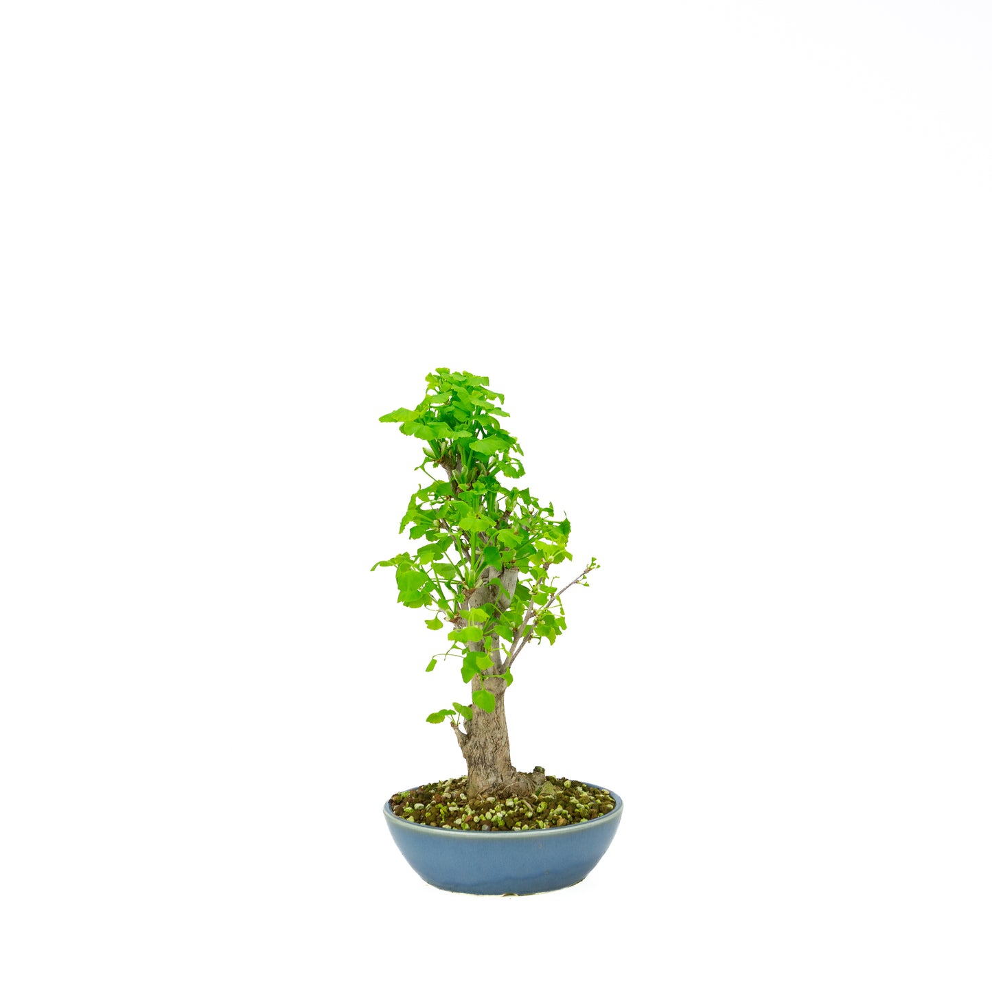Ginkgo biloba pot rond crème 20 cm, hauteur ~50 cm