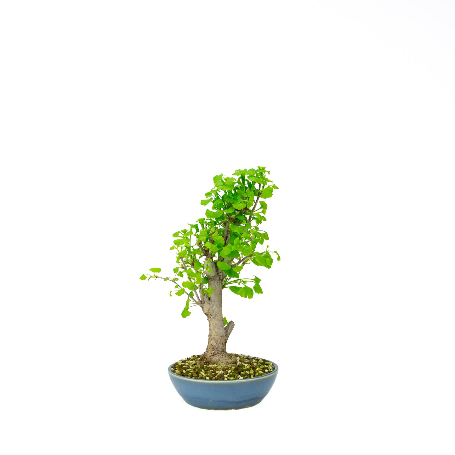 Ginkgo biloba pot rond crème 20 cm, hauteur ~50 cm