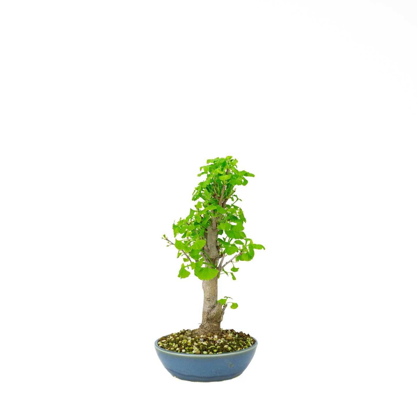Ginkgo biloba pot rond crème 20 cm, hauteur ~50 cm