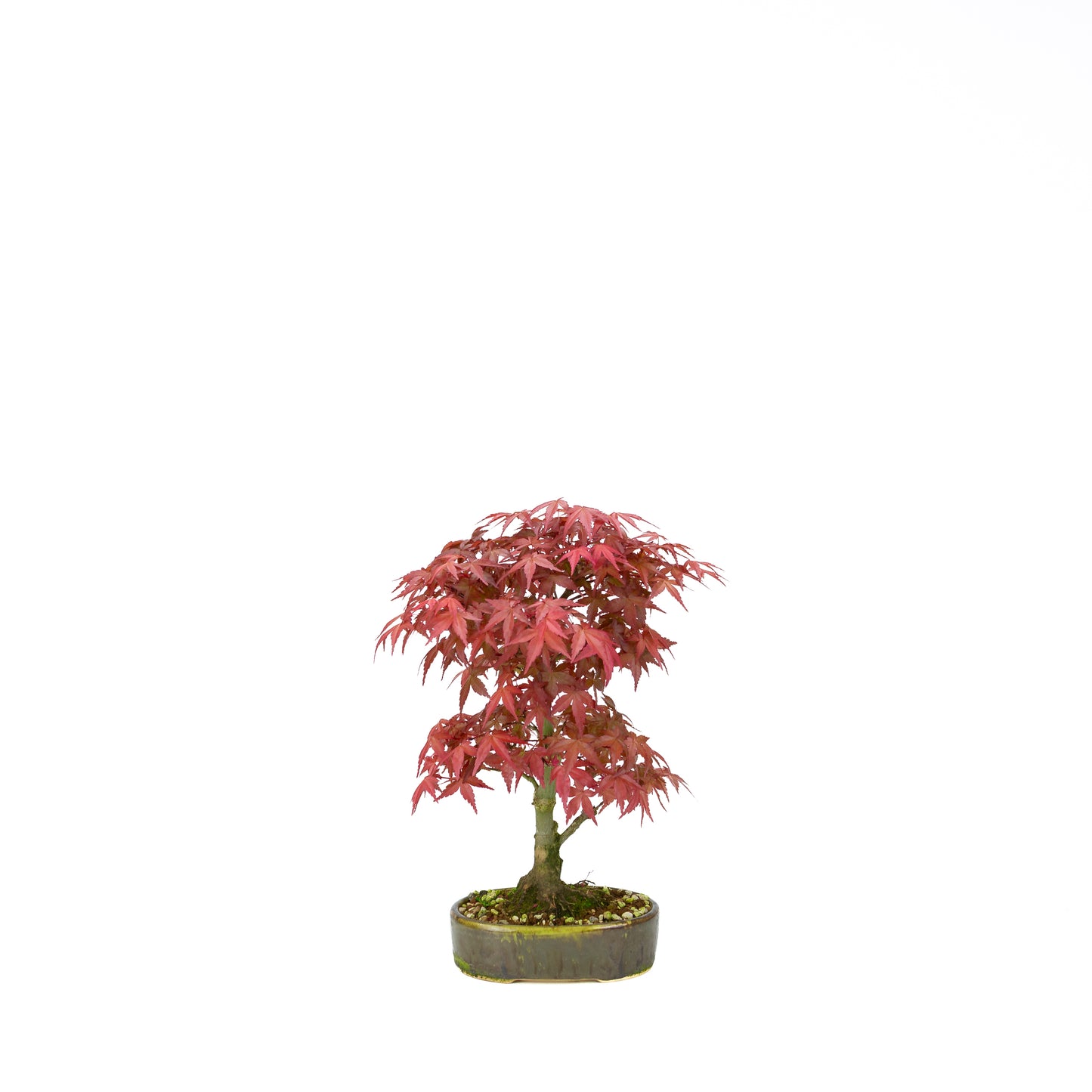 Acer palmatum Deshojo pot rectangulaire crème 21 cm, hauteur ~52 cm