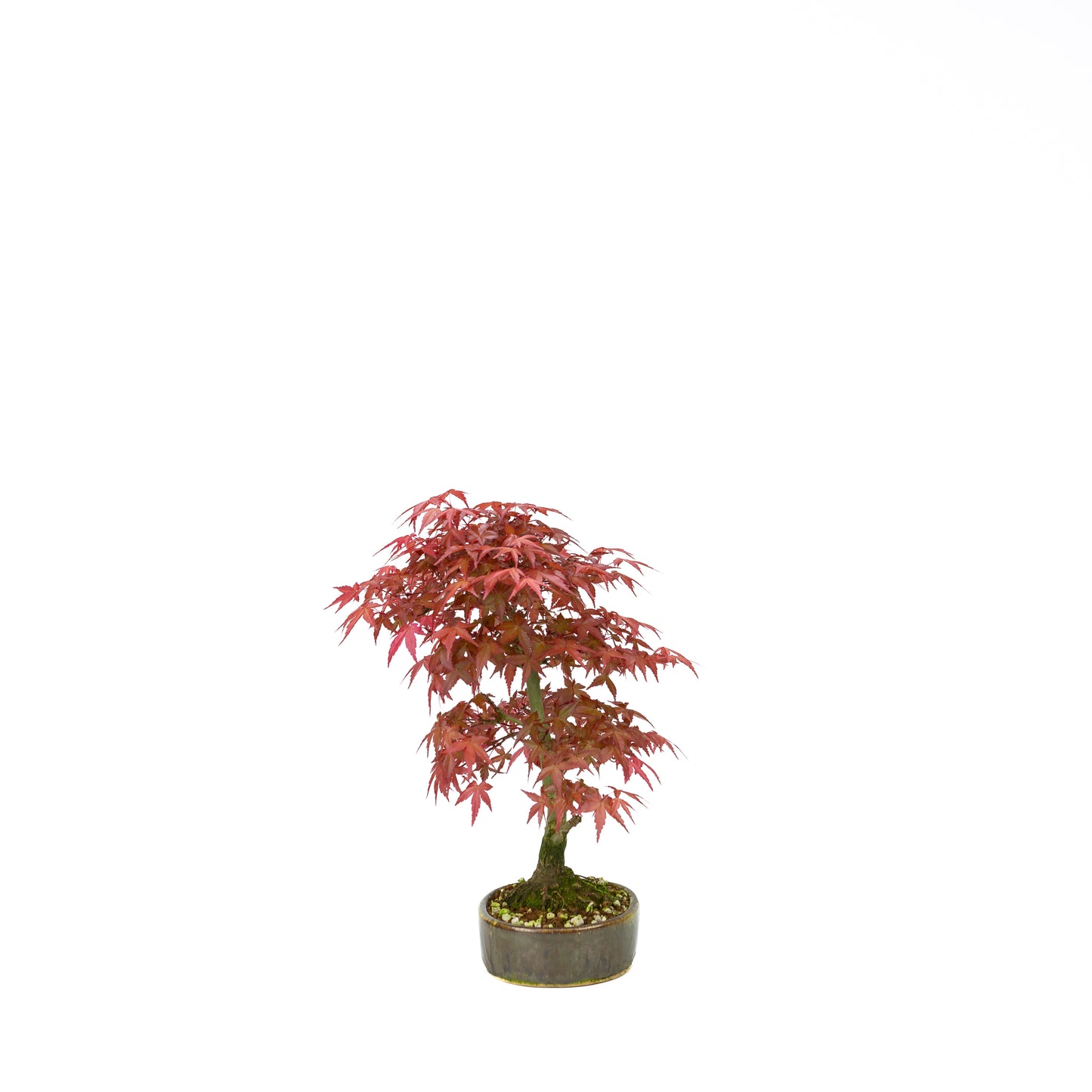 Acer palmatum Deshojo pot rectangulaire crème 21 cm, hauteur ~52 cm