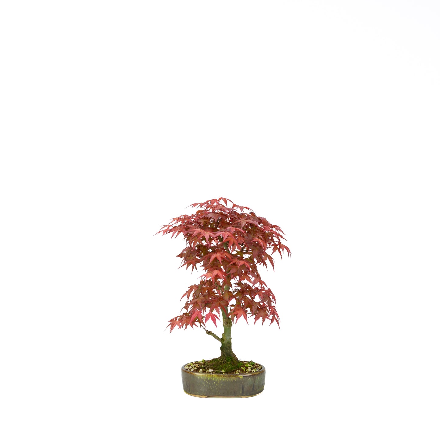 Acer palmatum Deshojo pot rectangulaire crème 21 cm, hauteur ~52 cm