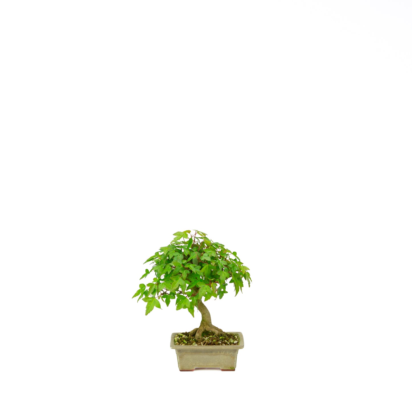 Acer buergerianum avec pot rond brun pierre 20 cm, hauteur ~31 cm