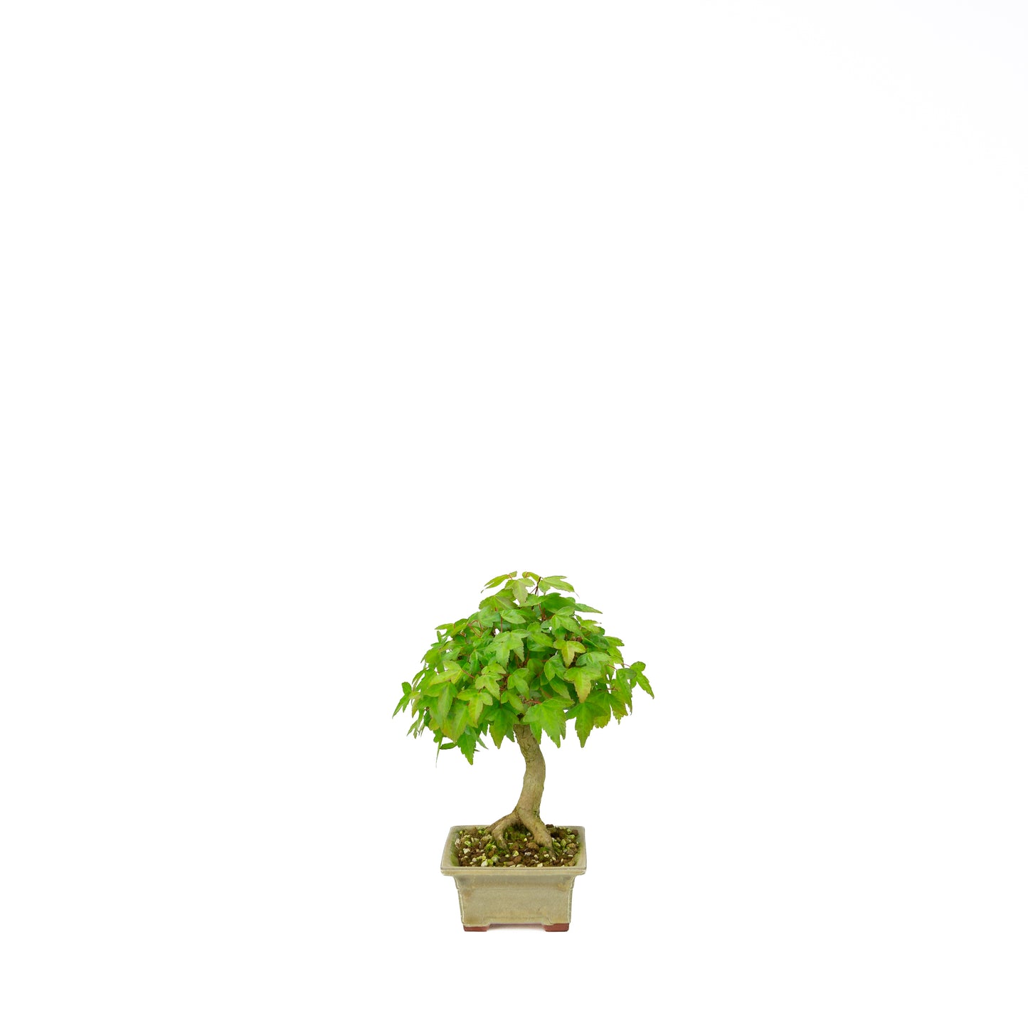 Acer buergerianum avec pot rond brun pierre 20 cm, hauteur ~31 cm