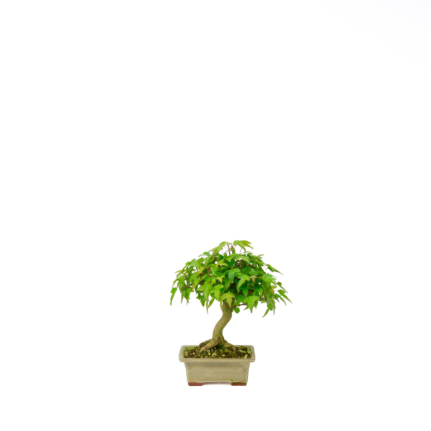 Acer buergerianum avec pot rond brun pierre 20 cm, hauteur ~31 cm
