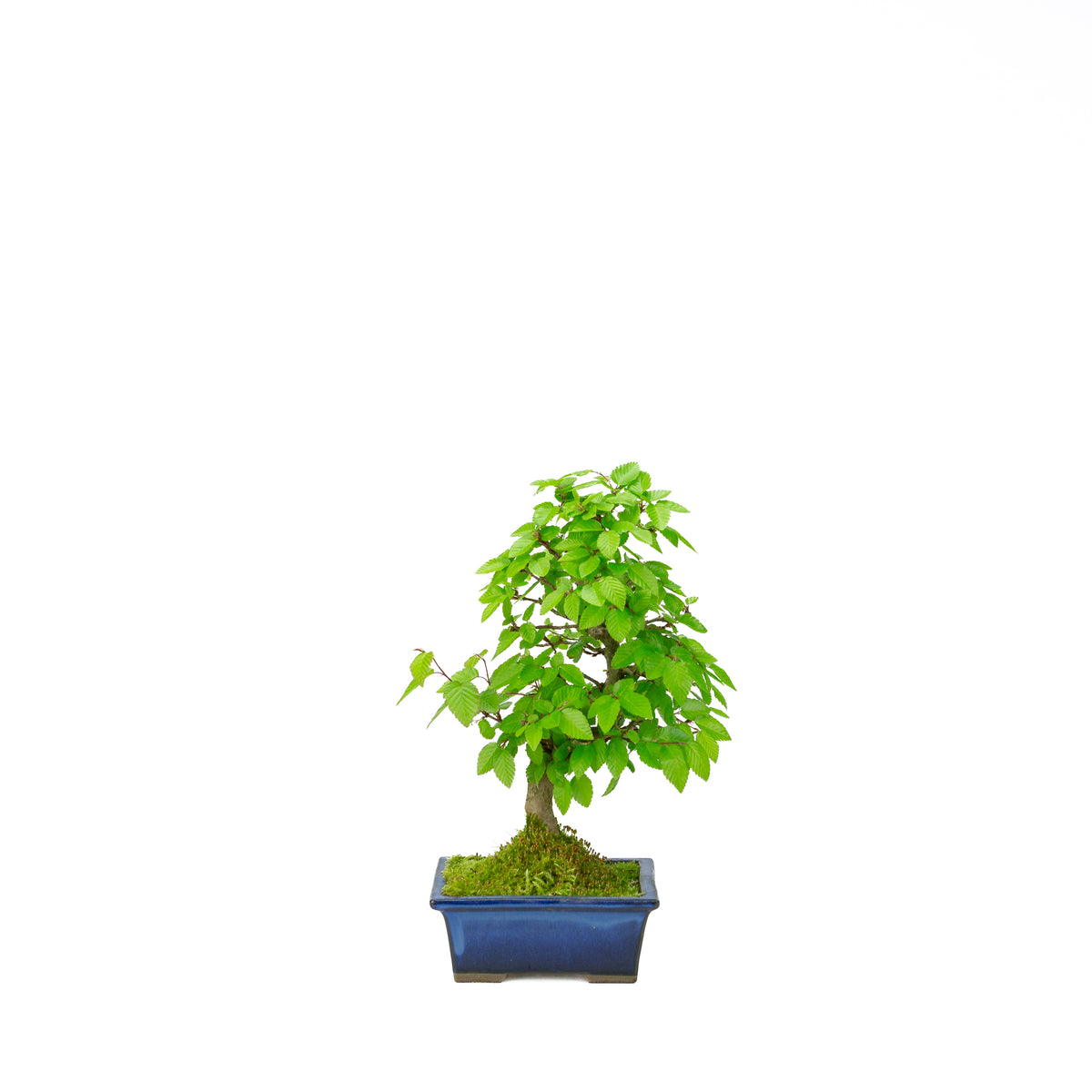 Carpinus coreana pot rectangulaire bleu 21 cm, hauteur ~35 cm