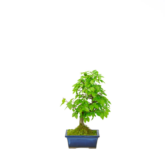Carpinus coreana pot rectangulaire bleu 21 cm, hauteur ~35 cm