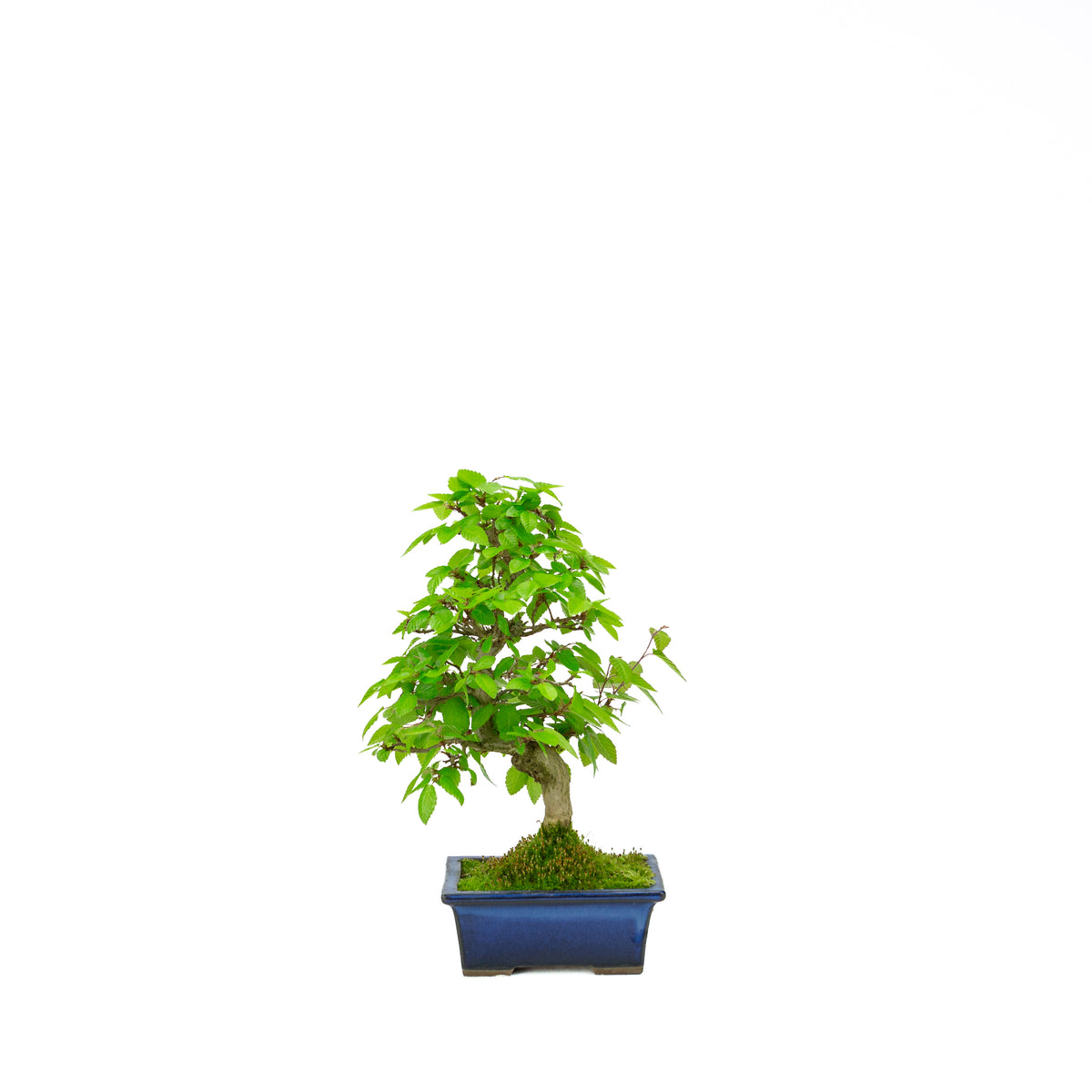 Carpinus coreana pot rectangulaire bleu 21 cm, hauteur ~35 cm