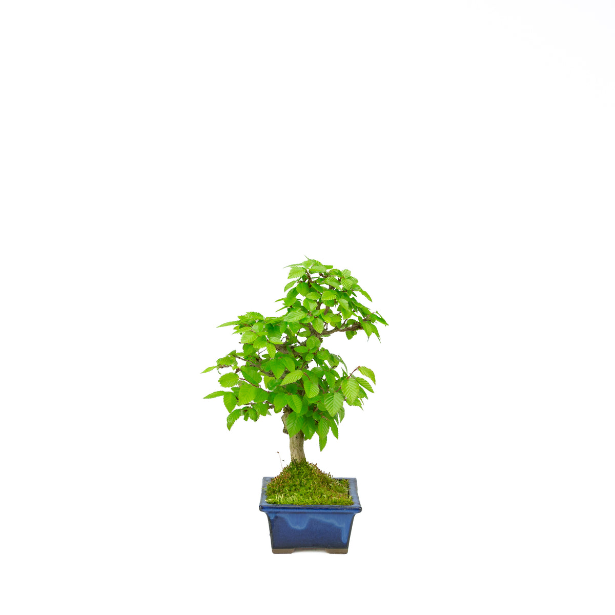 Carpinus coreana pot rectangulaire bleu 21 cm, hauteur ~35 cm
