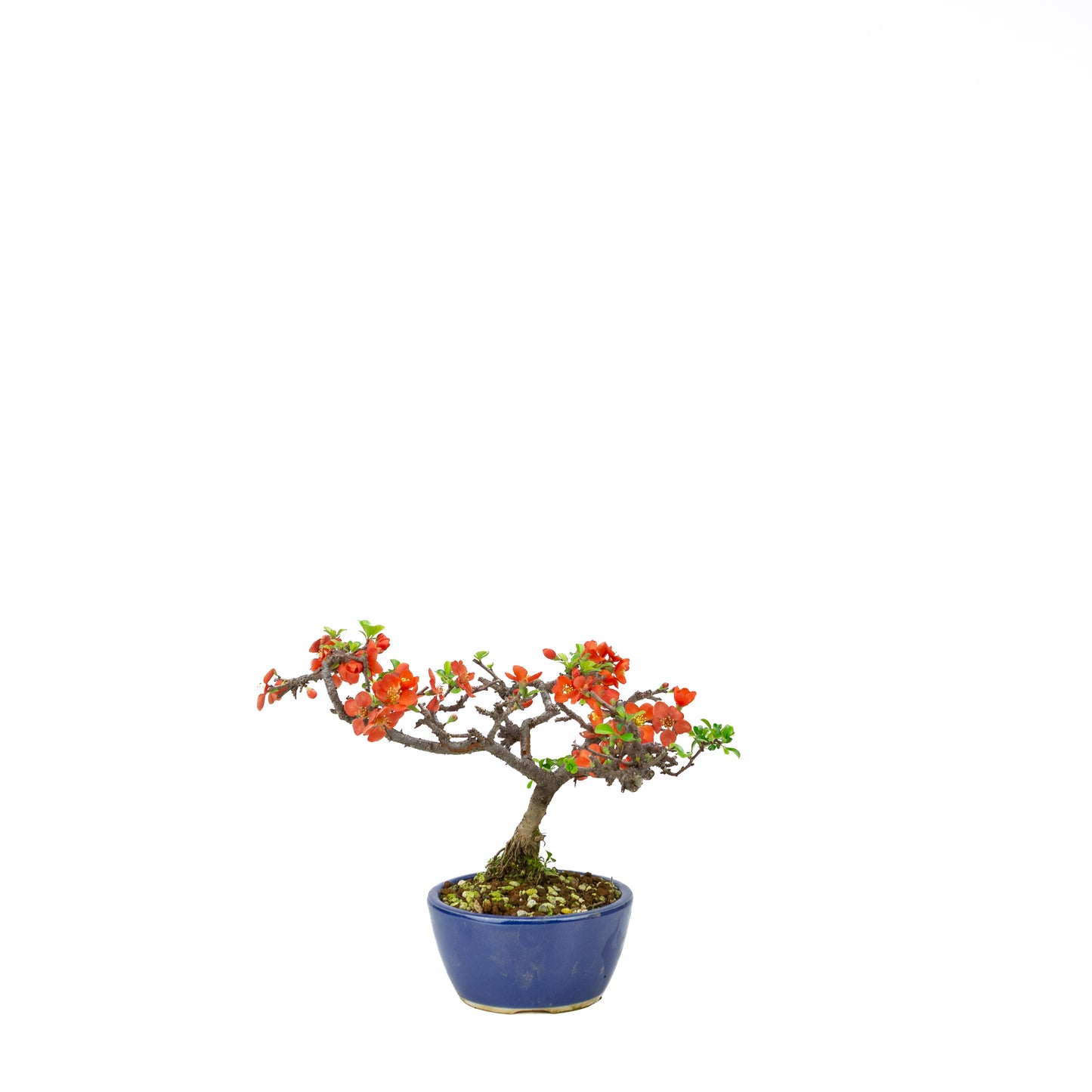 Chaenomeles speciosa pot rond en terre cuite 11 cm, hauteur ~12 cm