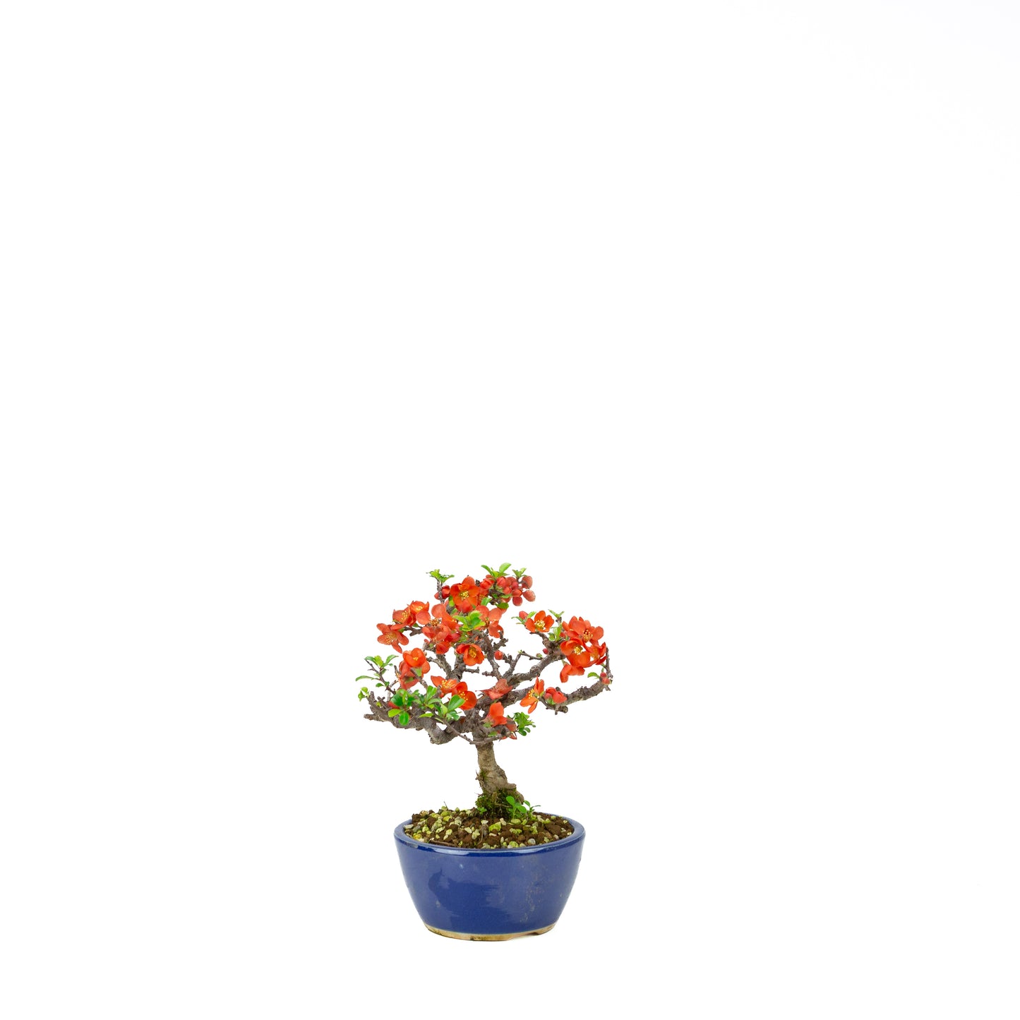 Chaenomeles speciosa pot rond en terre cuite 11 cm, hauteur ~12 cm